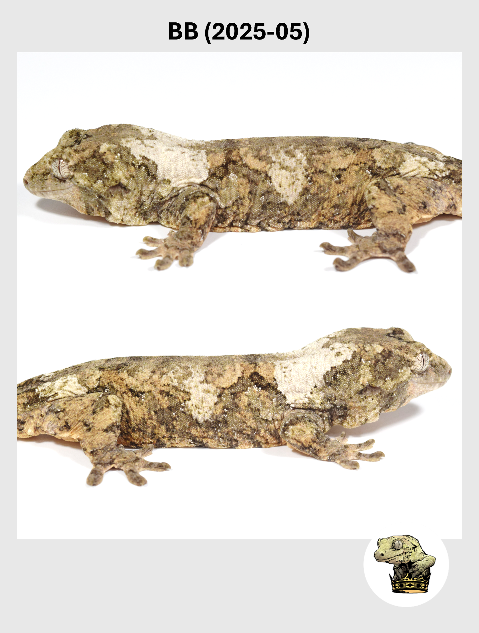 BB (2025-05) (2026-02-17) (2) SQSP.png