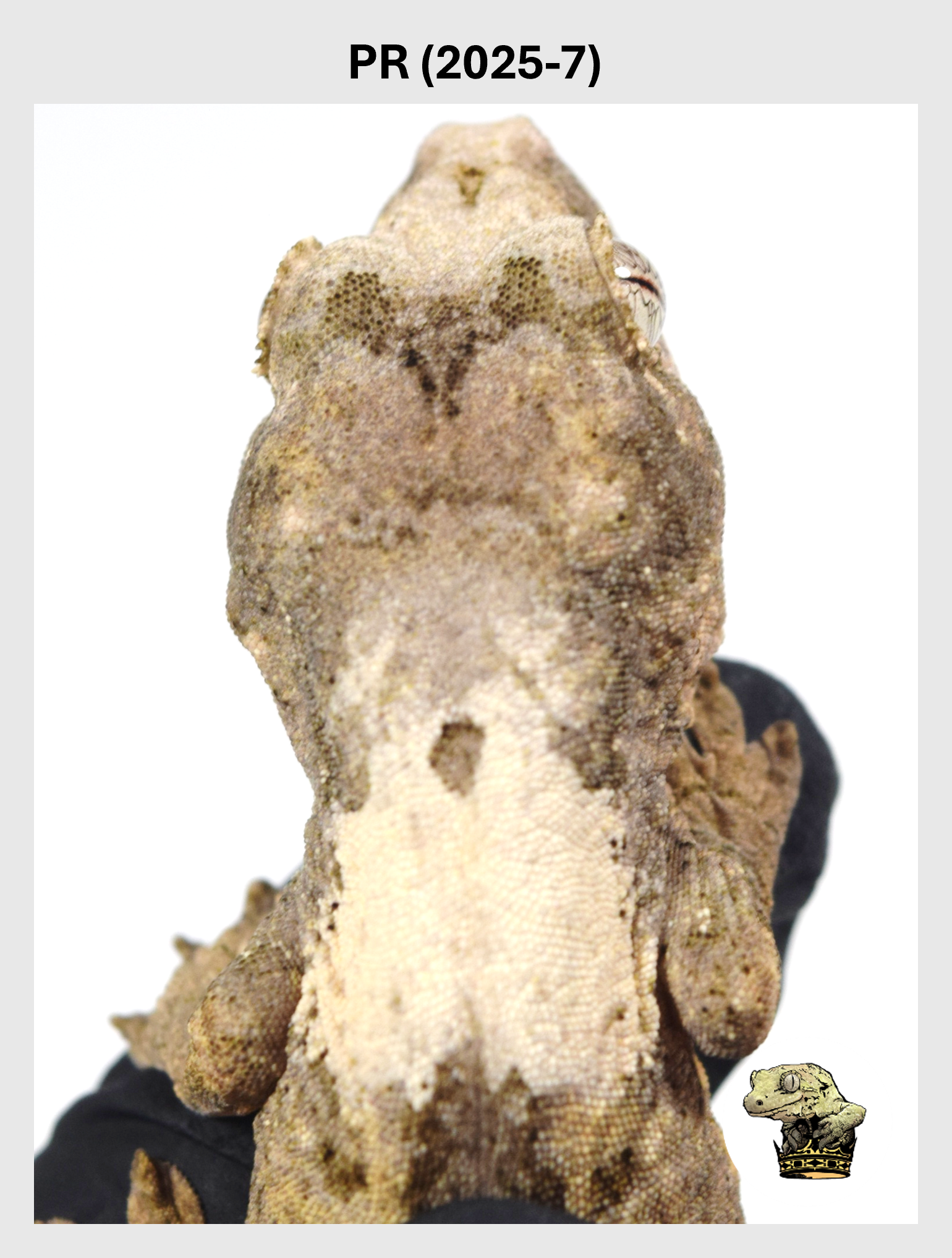 Super White Line Male*! PR (2025-07)