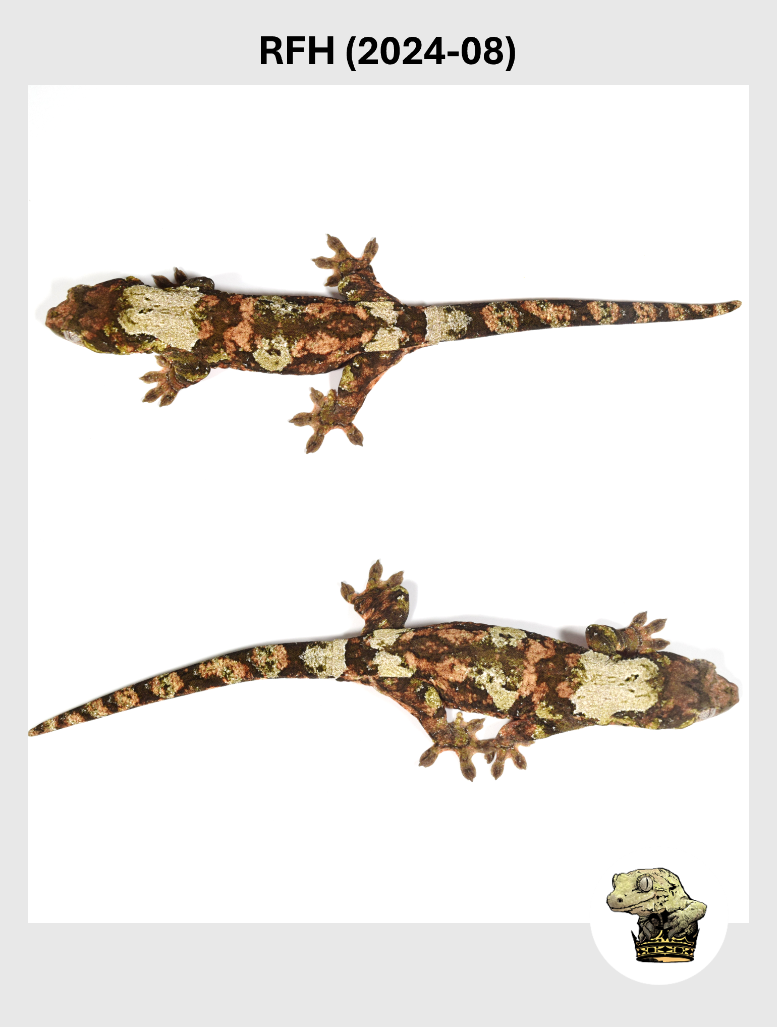 RFH (2024-08) (2025-12-22) (3) SQSP.png (Copy)