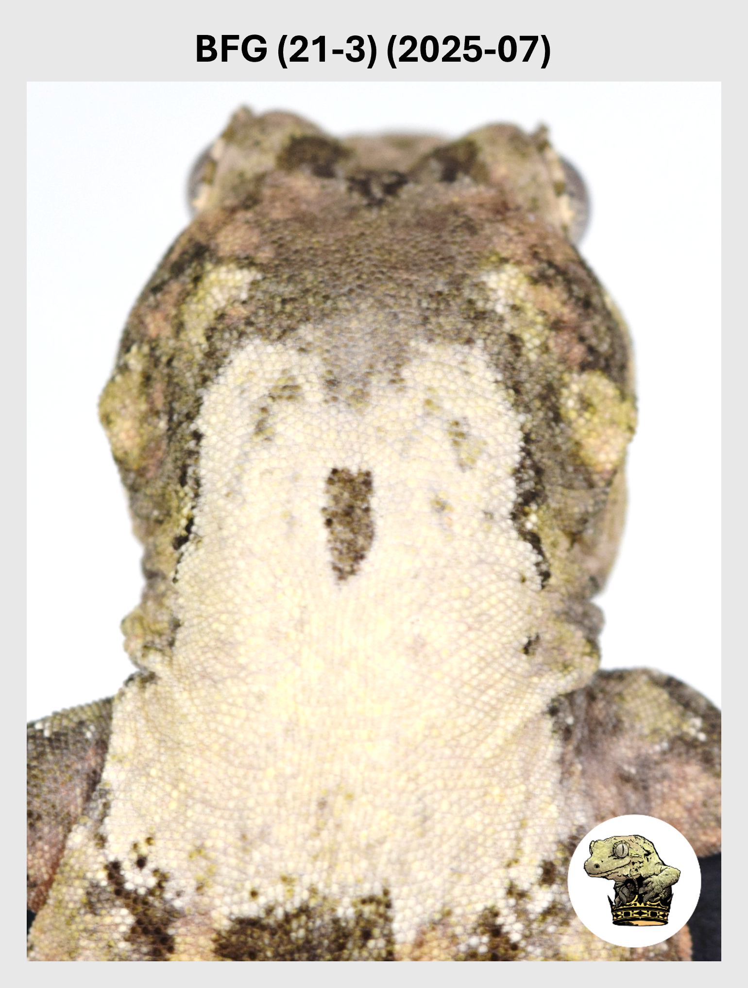 High White Line Chahoua Male! BFG (21-3) (2025-07)
