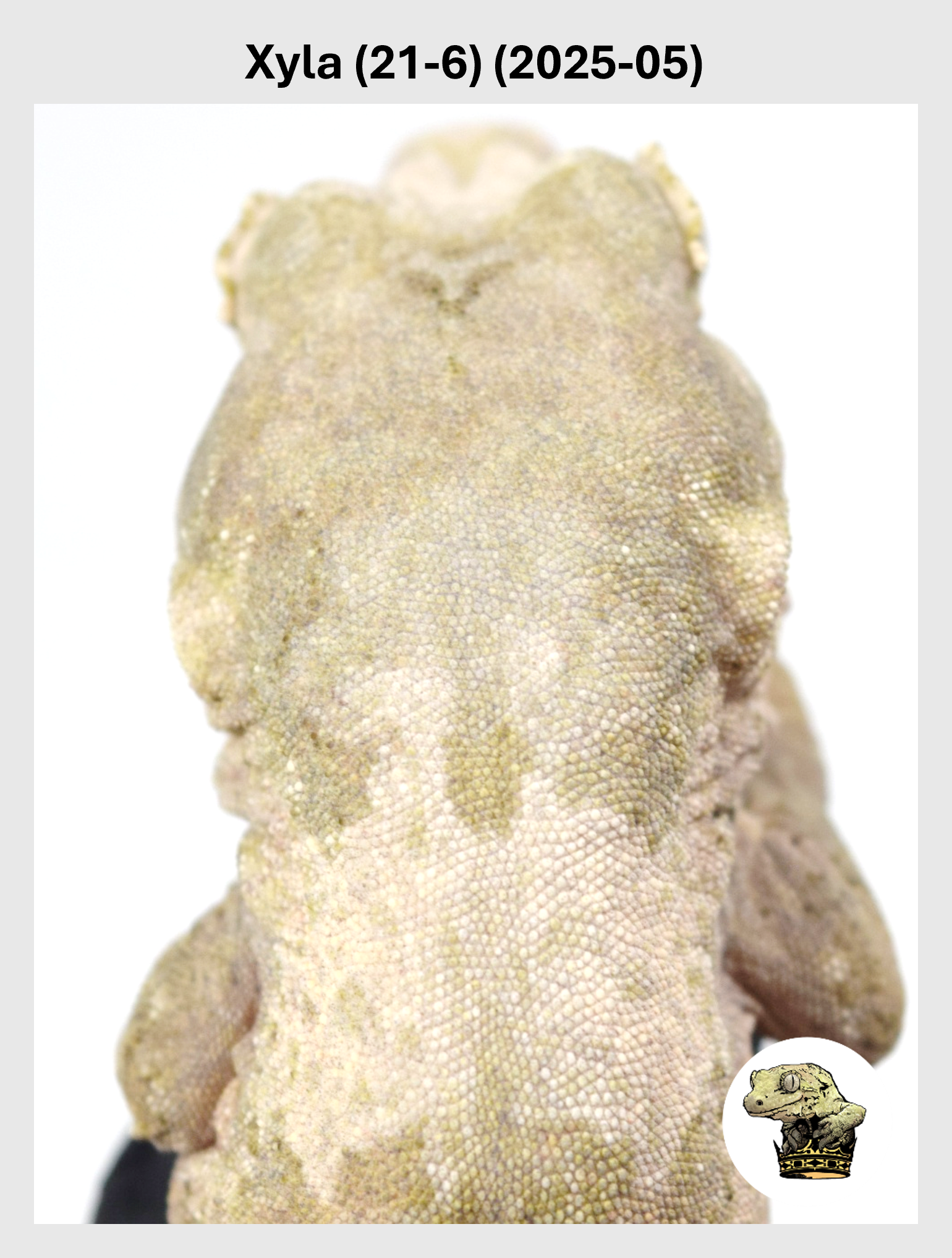 High White Line Female*! Xyla (21-6) (2025-05)