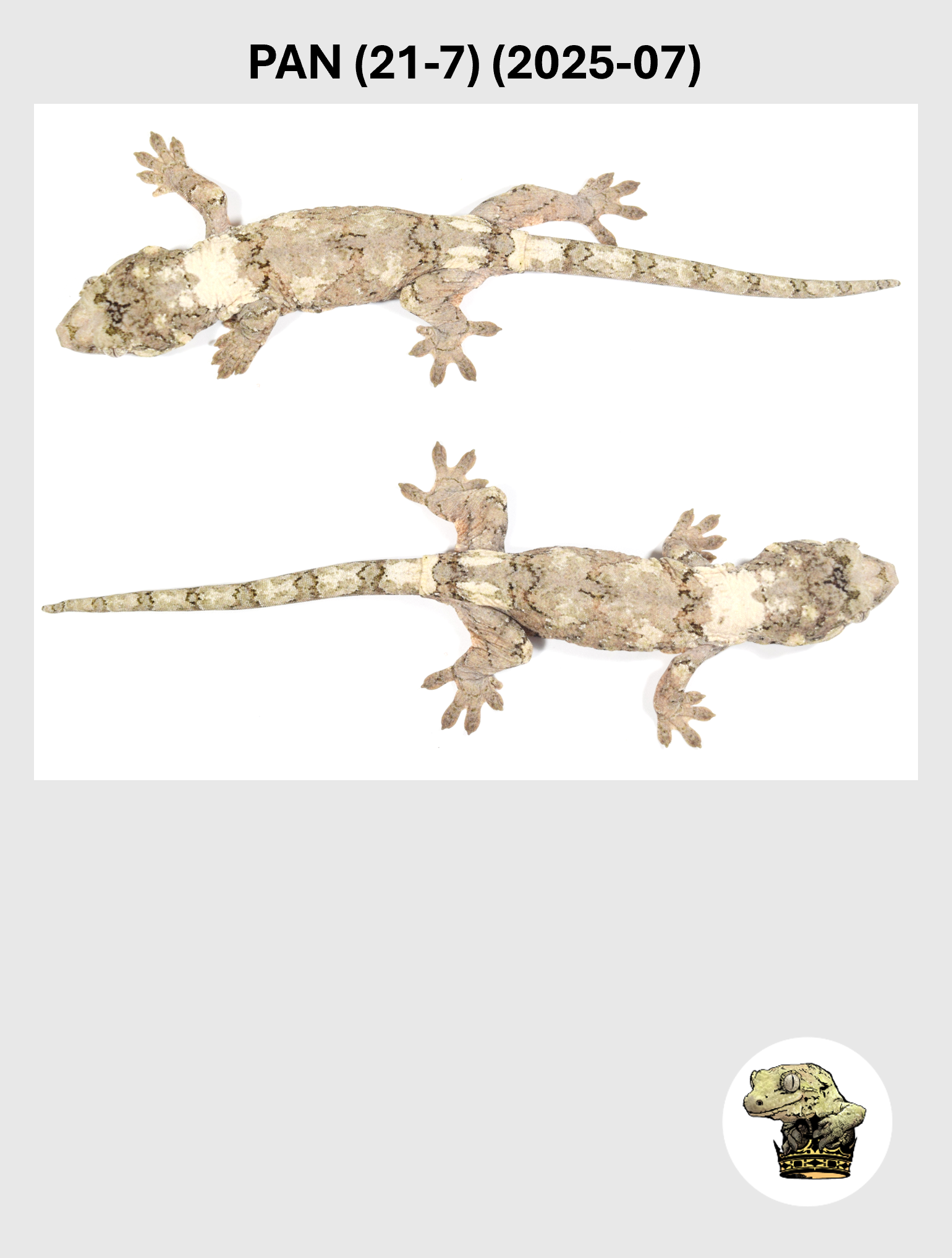 PAN (21-7) (2025-07) (2026-03-25) (5) SQSP.png