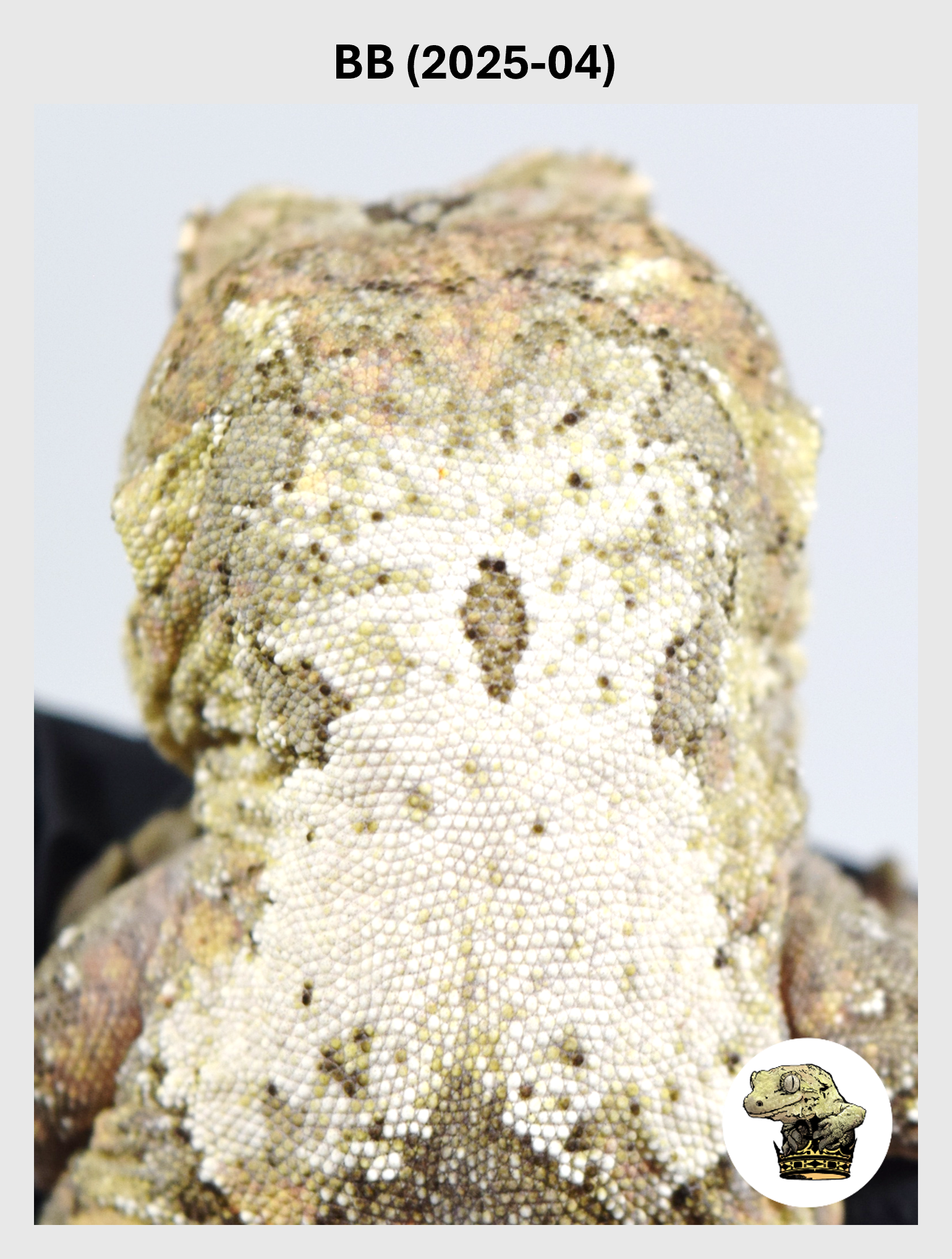 BB (2025-04) (2026-02-17) (1) SQSP.png