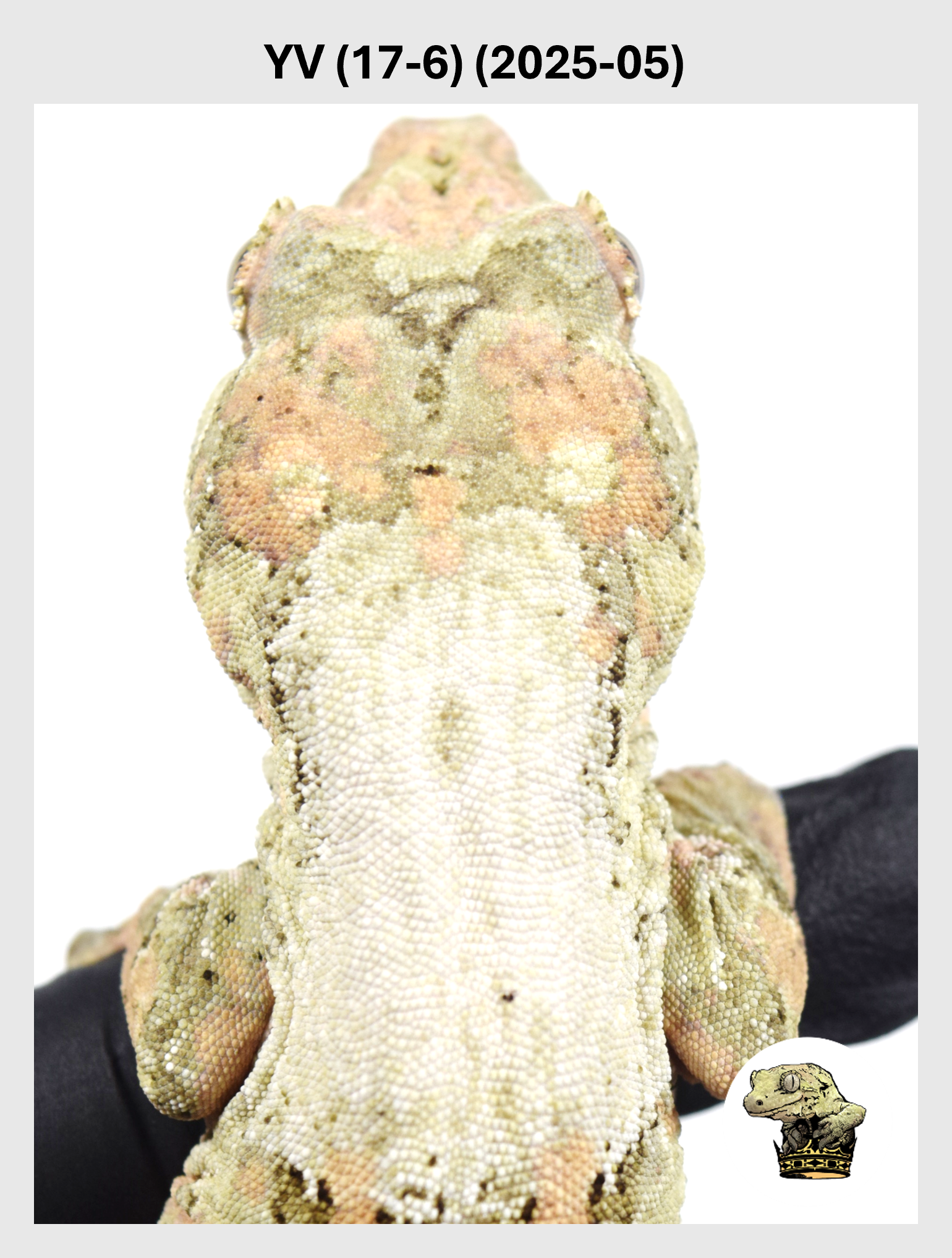 Orange Base White Collar Male*! YV (17-6) (2025-05)