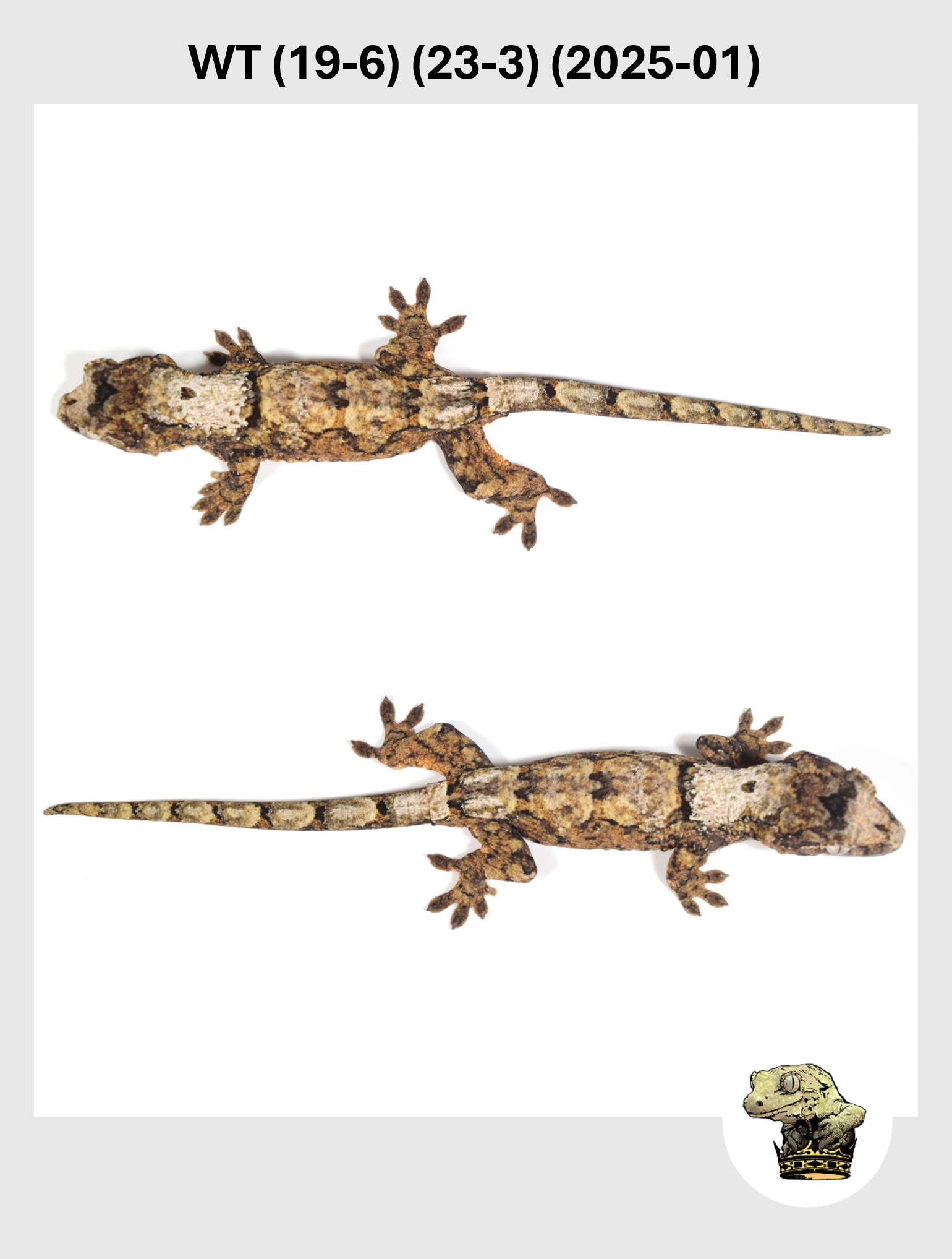 WT (19-6) (23-3) (2025-01) (2026-02-25) (3) SQSP.png