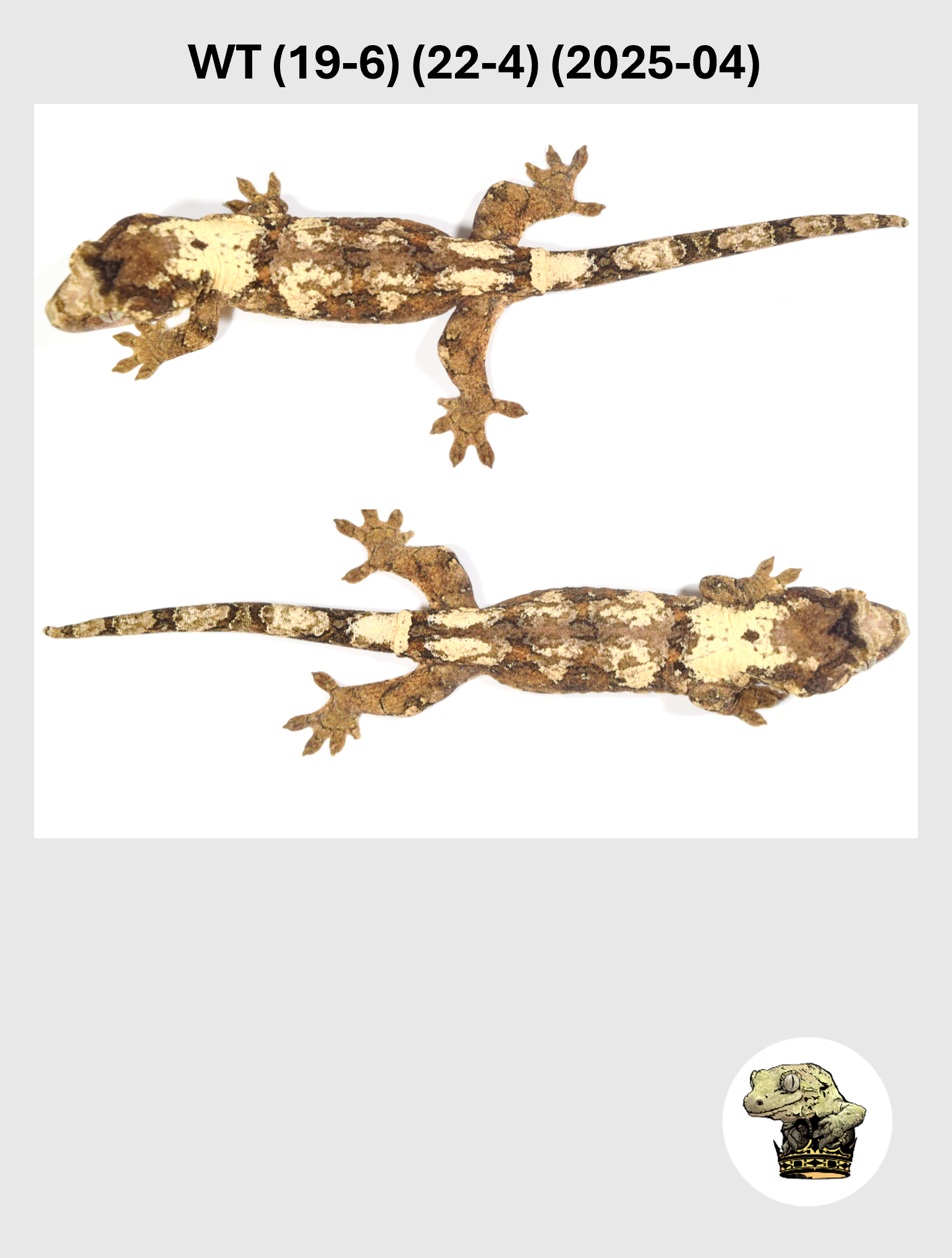 WT (19-6) (22-4) (2025-04) (2026-03-04) (3) SQSP.png