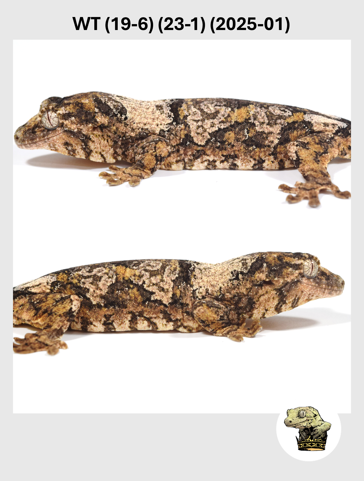 WT (19-6) (23-1) (2025-01) (2026-01-20) (2) SQSP.png