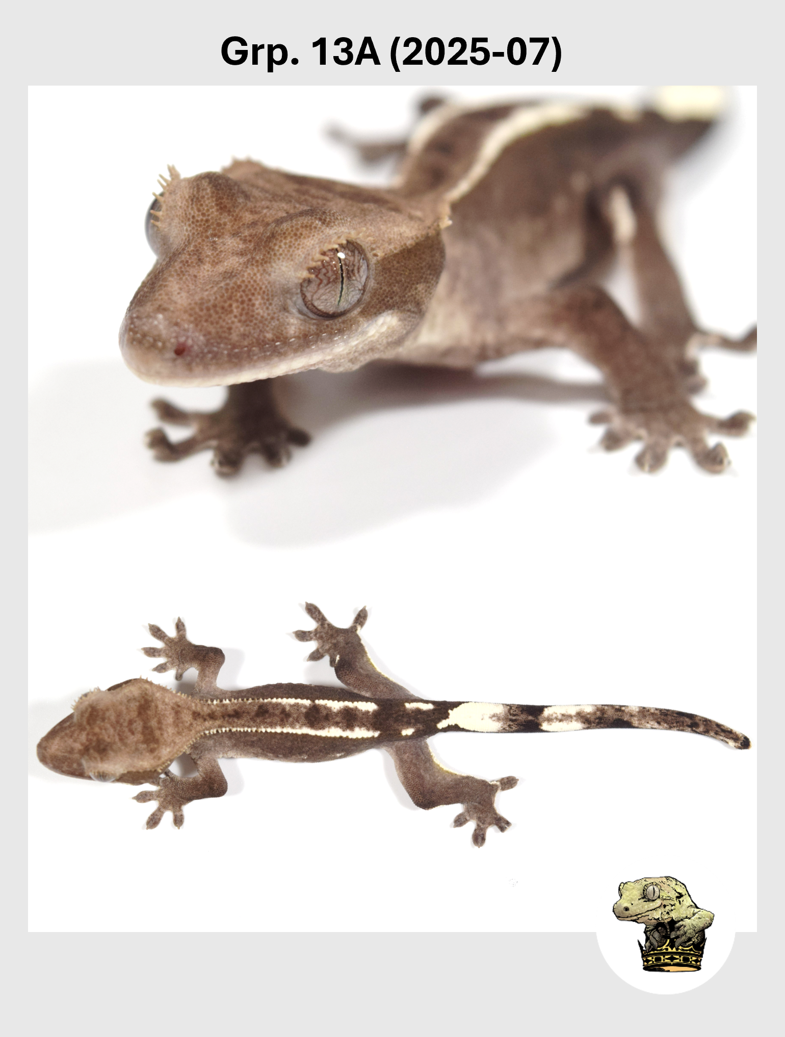 SQSP Grp. 13A (2025-07) (2026-02-25) (2).png