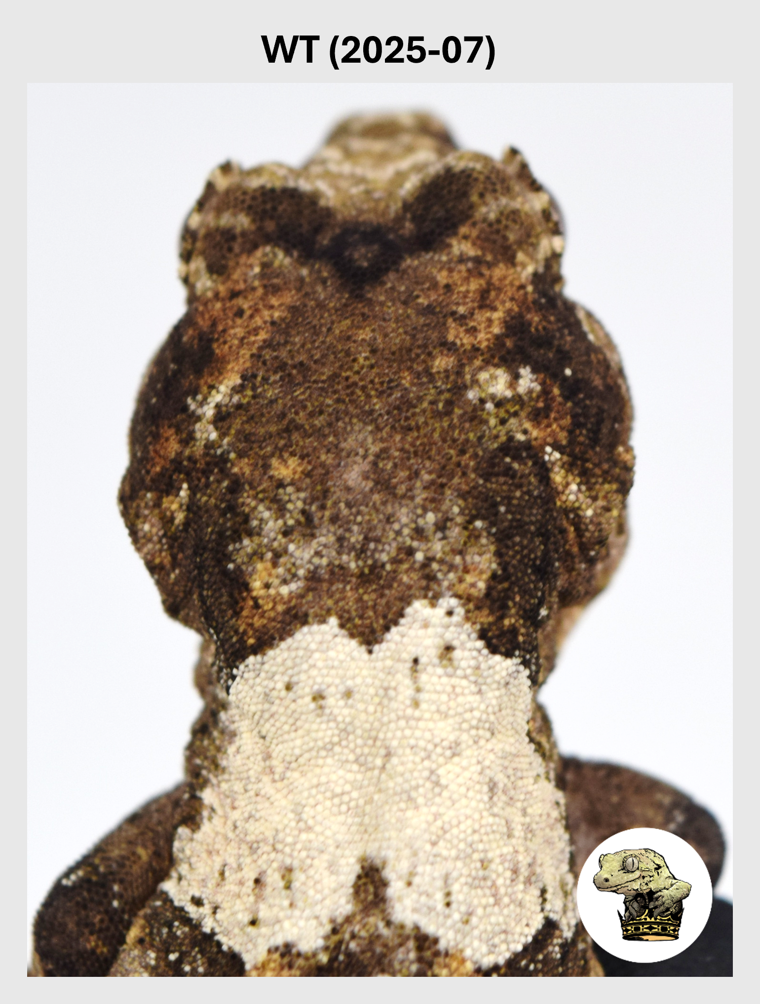 WT (2025-07) (2026-03-18) (1) SQSP.png