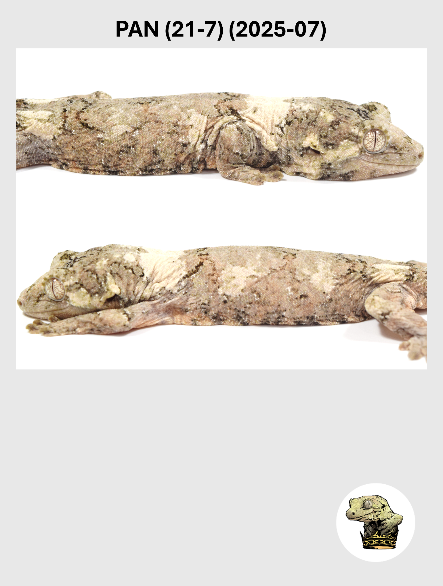 PAN (21-7) (2025-07) (2026-03-25) (4) SQSP.png