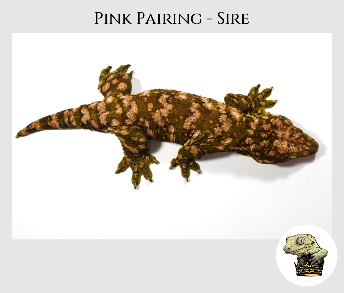 Pink Pairing - Sire MM.png (Copy)