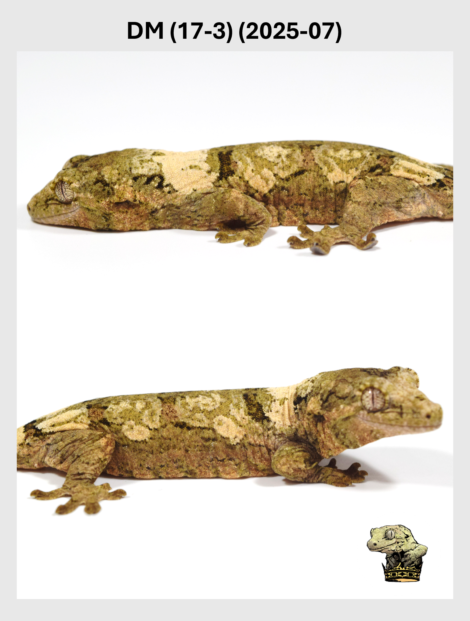 DM (17-3) (2025-07) (2025-12-22) (2) SQSP.png