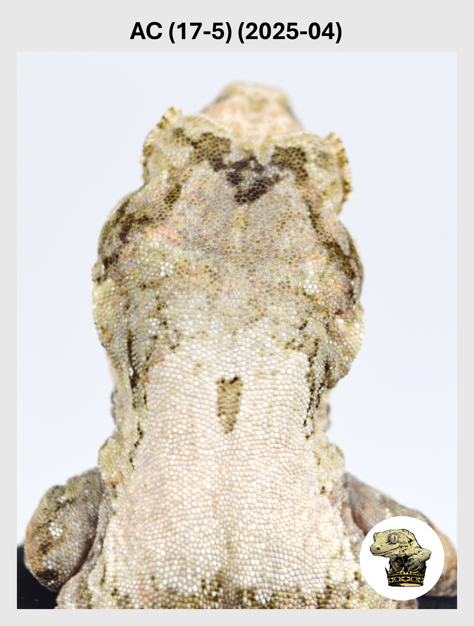 High White Line Female*! AC (17-5) (2025-04)