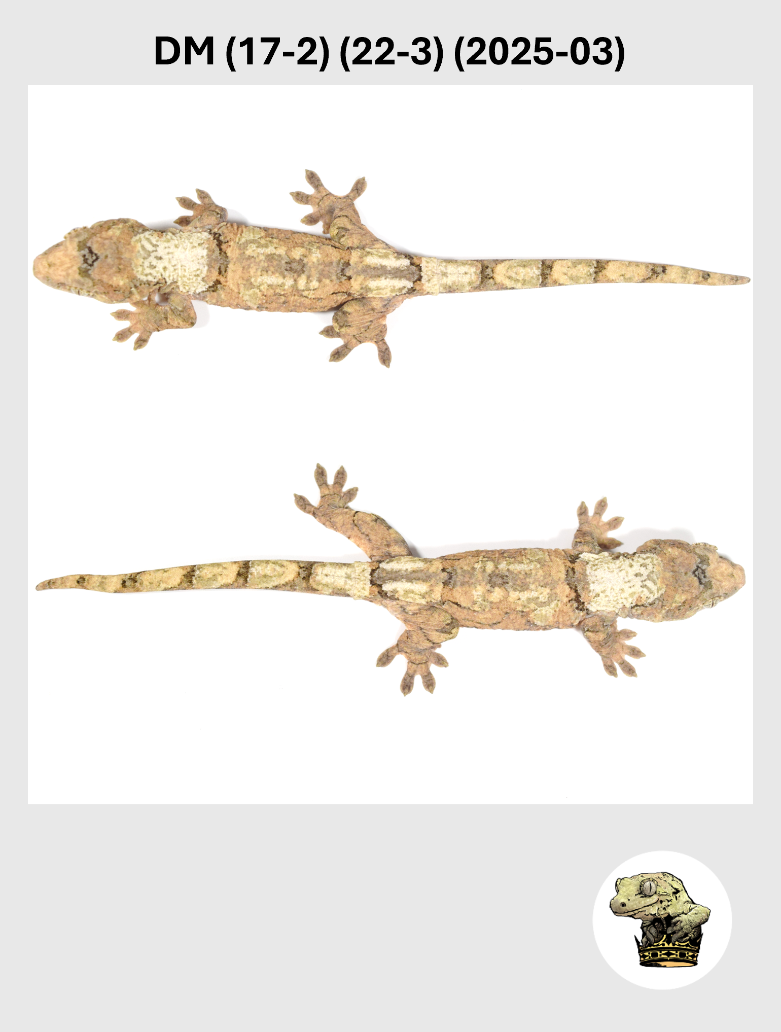 DM (17-2) (22-3) (2025-03) (2026-01-16) (5) SQSP.png