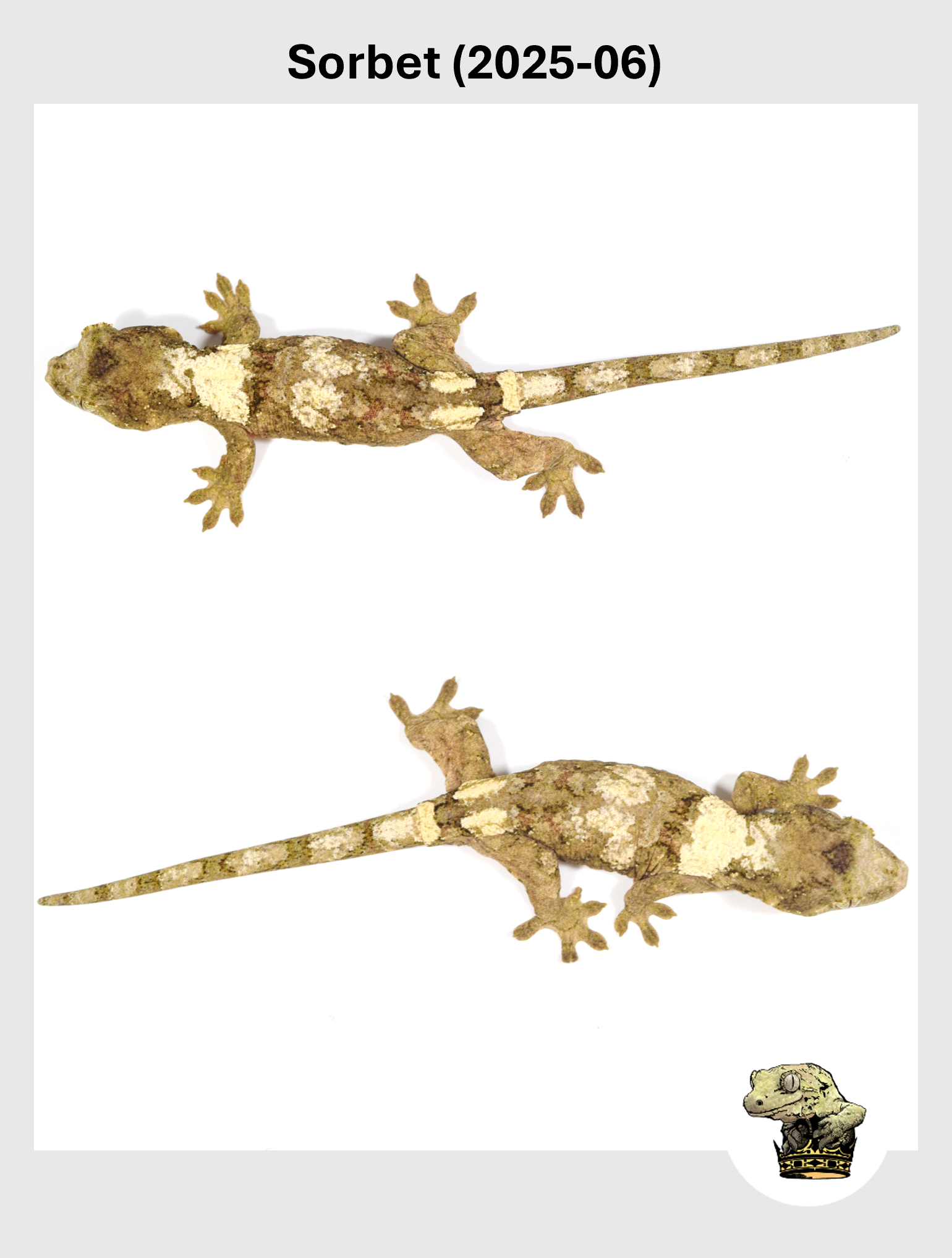 Sorbet (2025-06) (2025-12-16) (3) SQSP.png