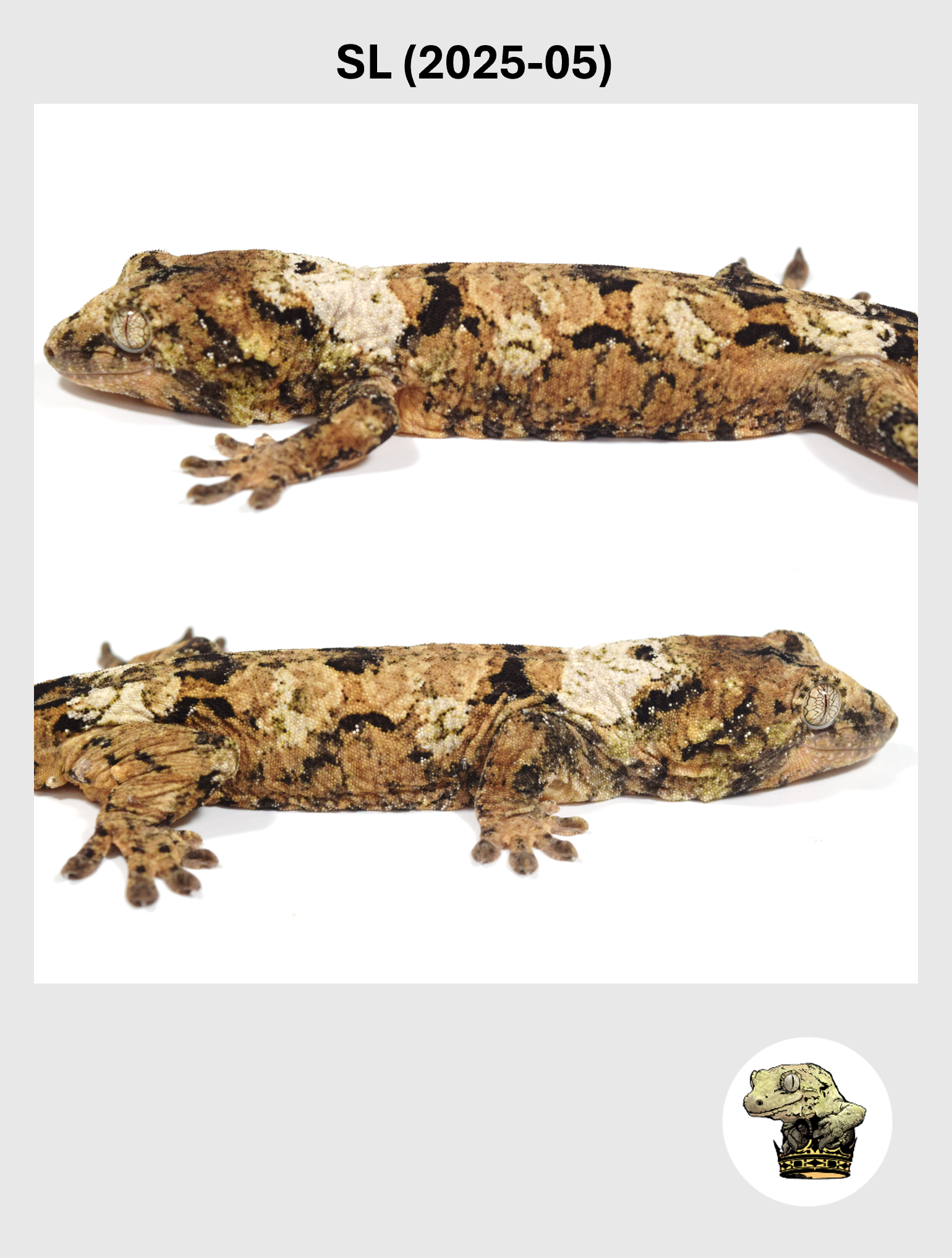 SL (2025-05) (2026-10-02) (4) SQSP.png