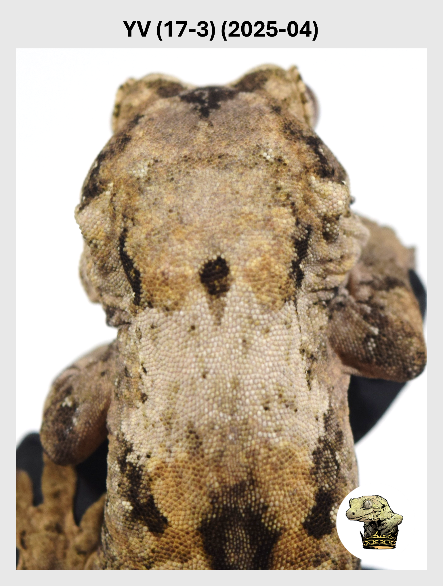 YV (17-3) (2025-04) (2026-02-03) (1) SQSP.png