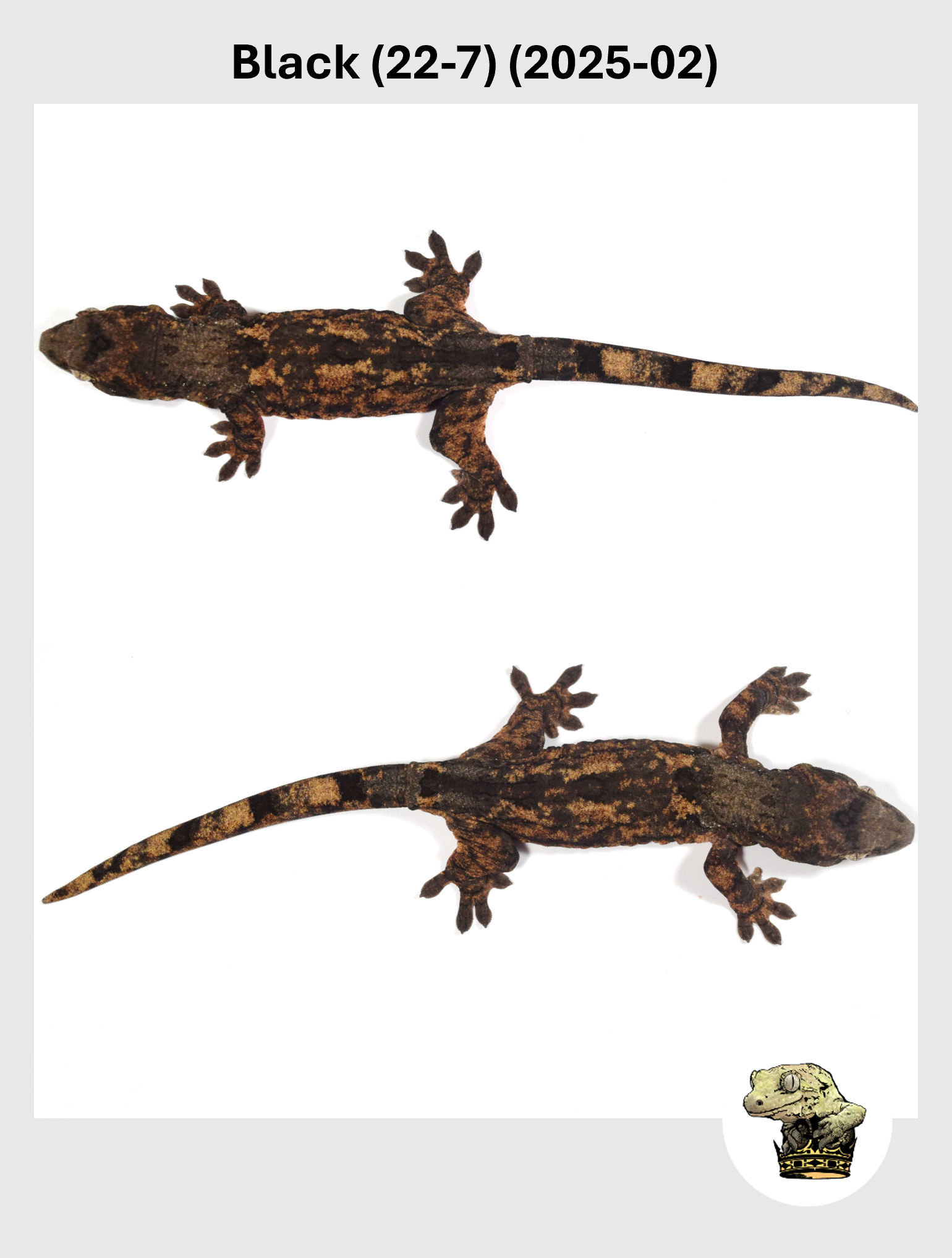 Black Line Chahoua Female! Black (22-7) (2025-02)