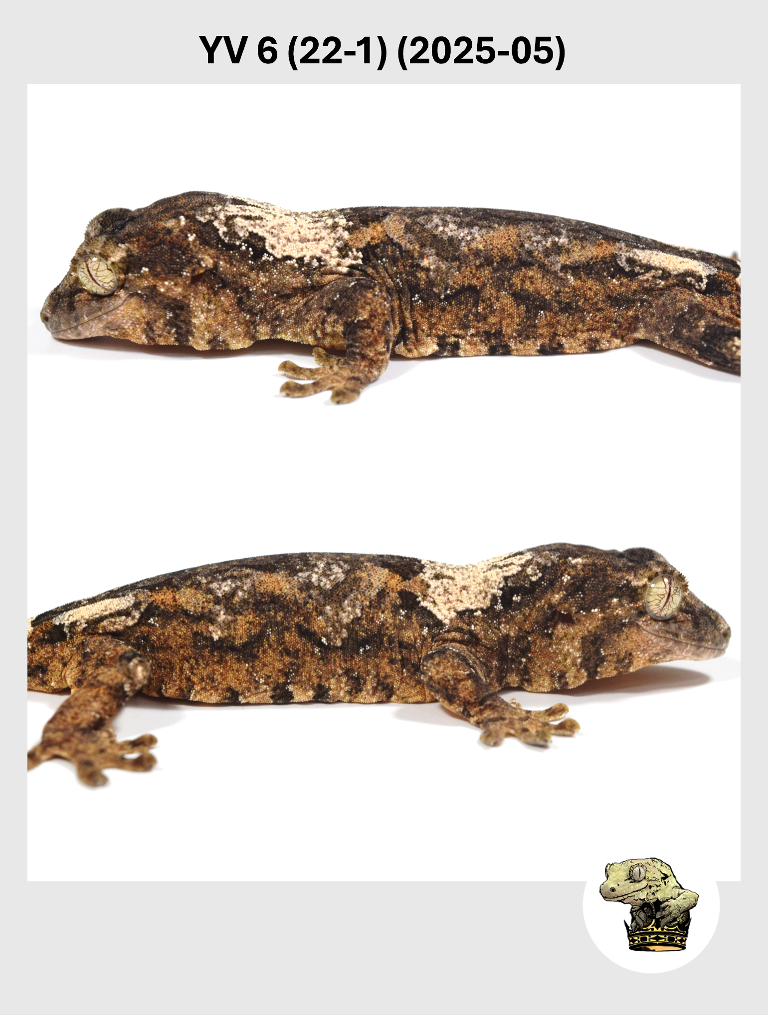 YV 6 (22-1) (2025-05) (2026-01-20) (2) SQSP.png