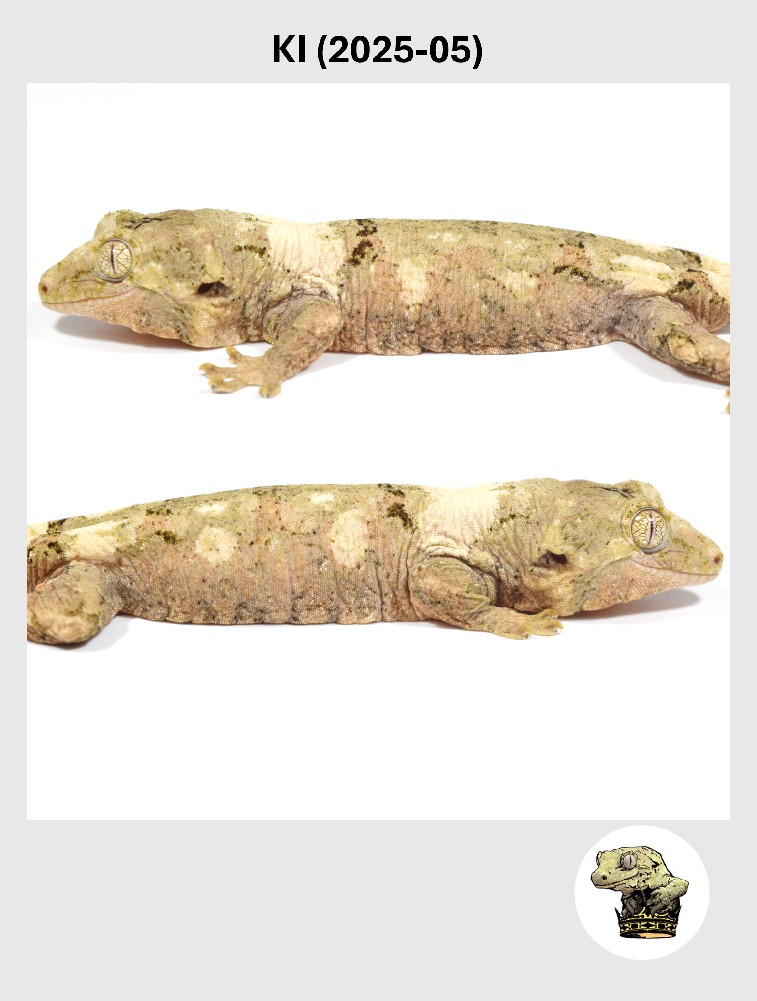 KI (2025-05) (2026-01-20) (4) SQSP.png