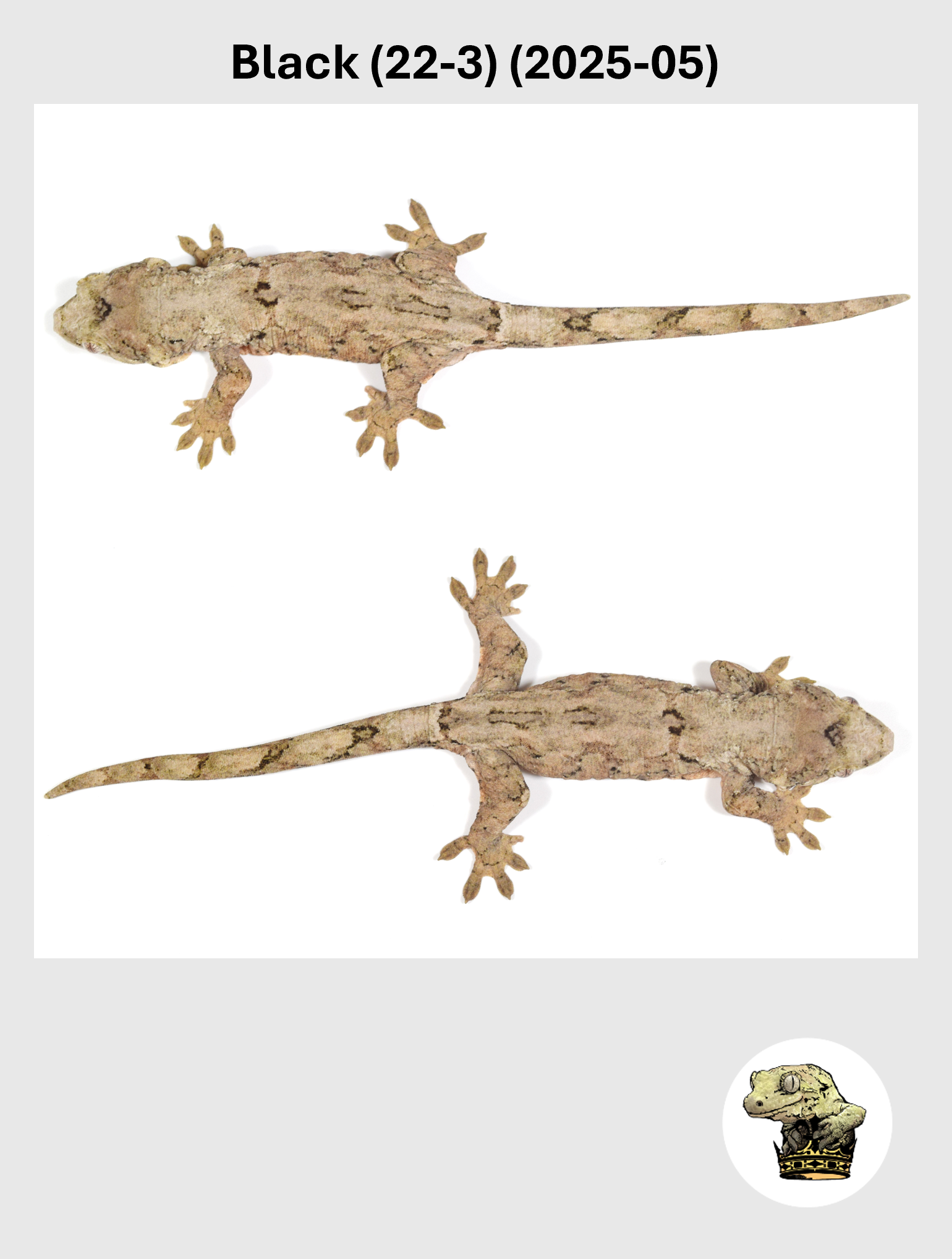 Black (22-3) (2025-05) (2026-02-03) (5) SQSP.png