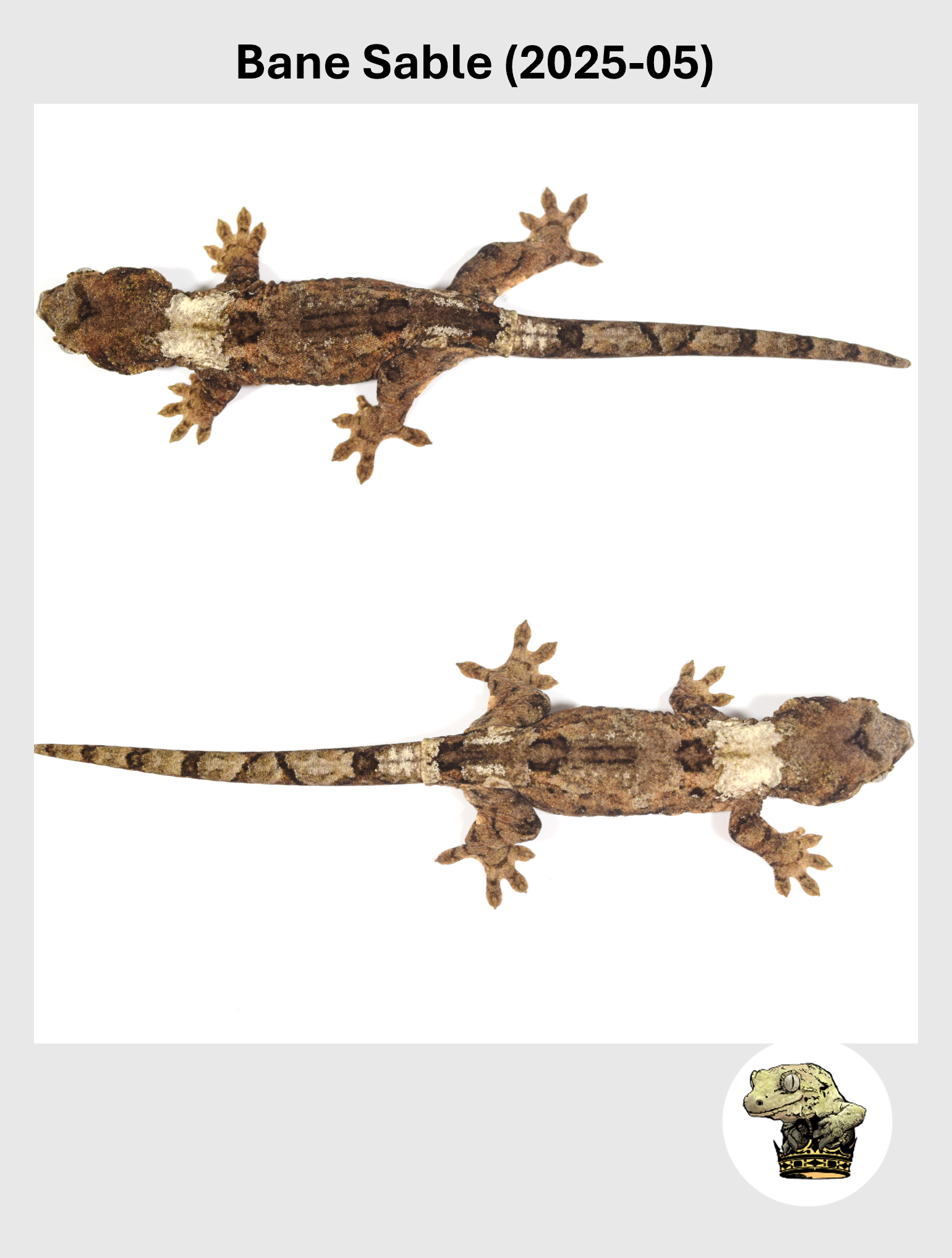 Bane Sable (2025-05) (2026-01-20) (3) SQSP.png