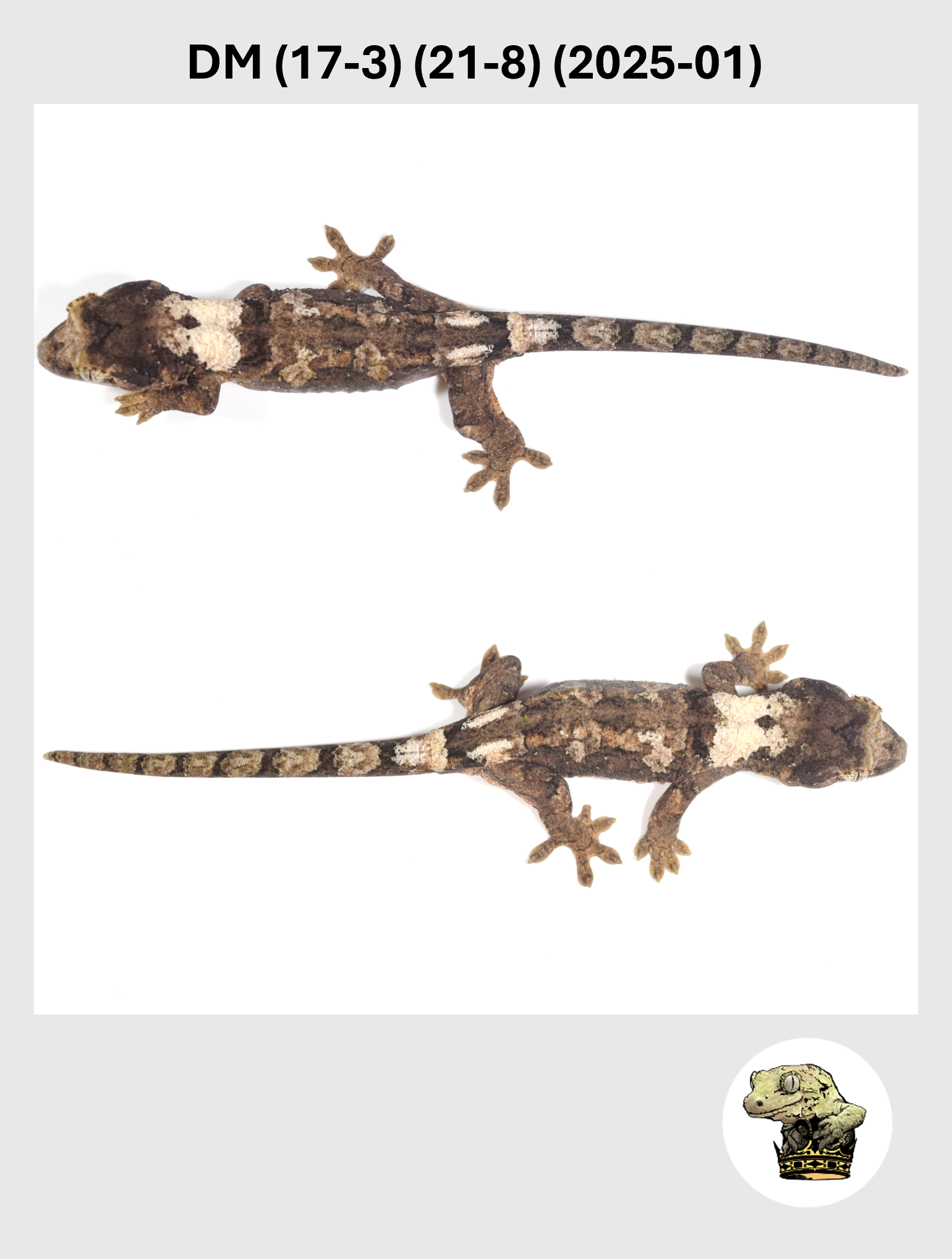 DM (17-3) (21-8) (2025-01) (2026-01-20) (3) SQSP.png