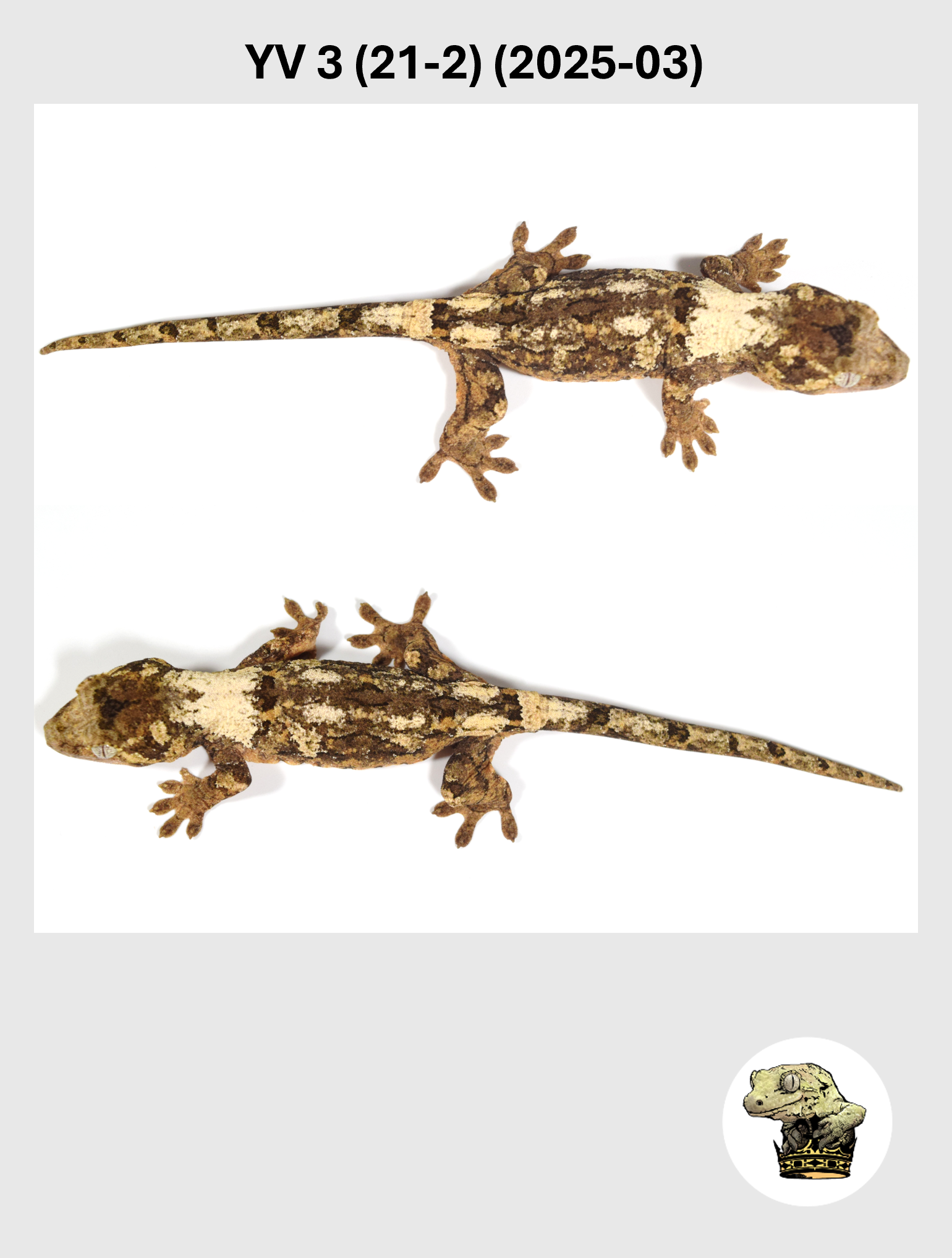 YV 3 (21-2) (2025-03) (2026-02-25) (3) SQSP.png