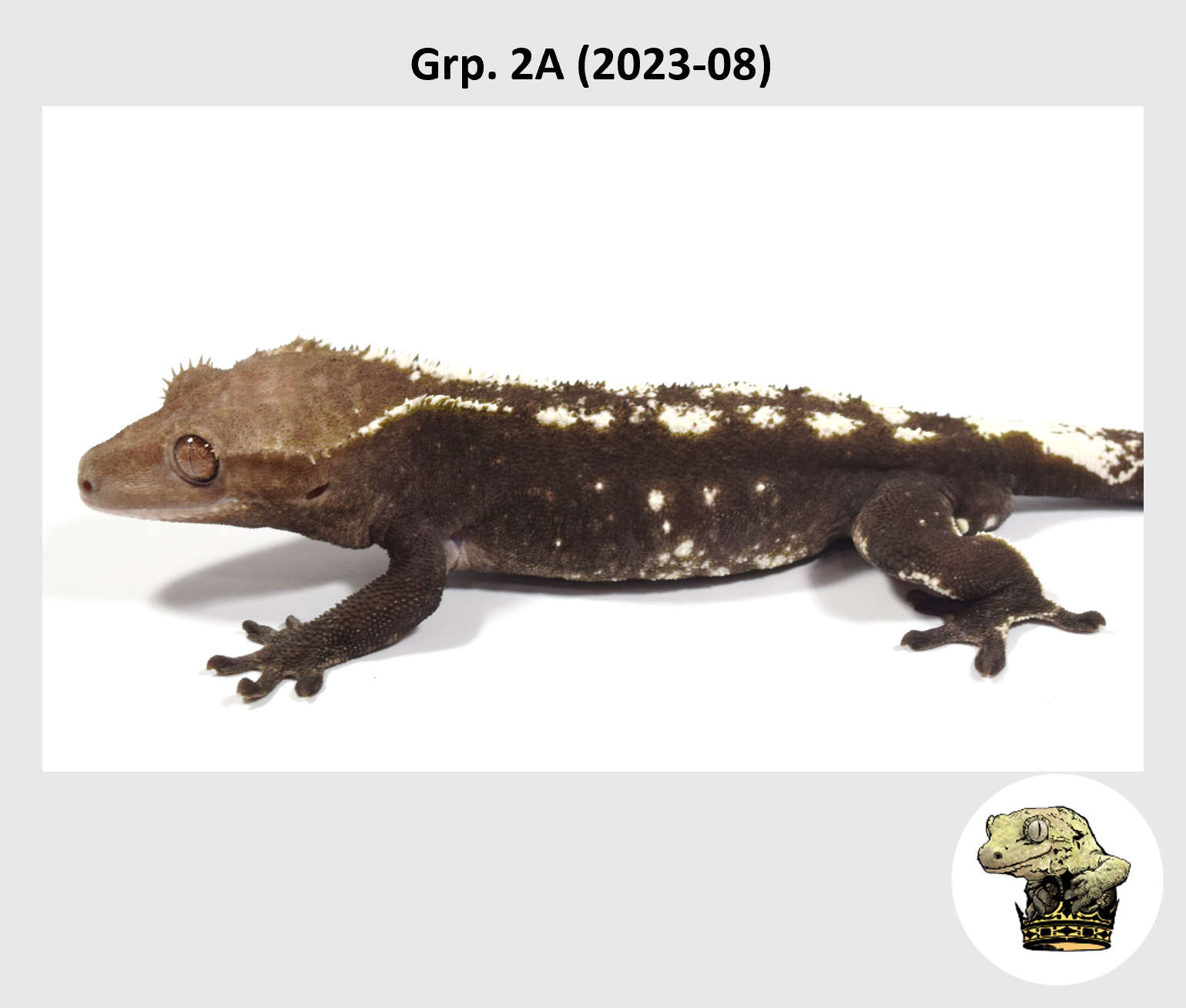 MM Grp. 2A (2023-08) (2024-11-06) (3).png