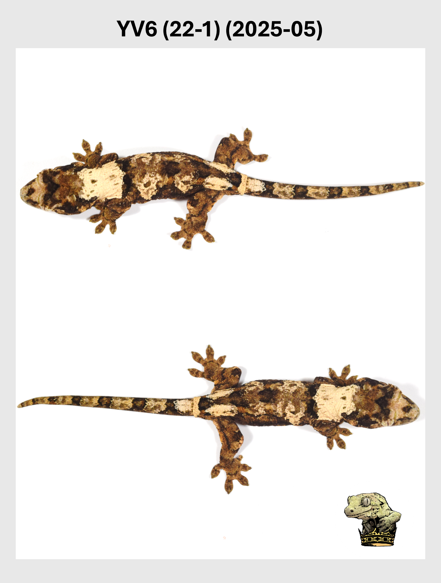 YV6 (22-1) (2025-05) (2025-12-22) (3) SQSP.png