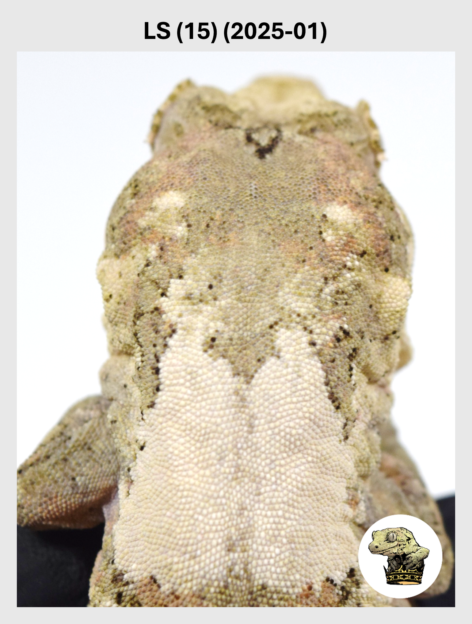 LS (15) (2025-01) (2026-01-16) (1) SQSP.png