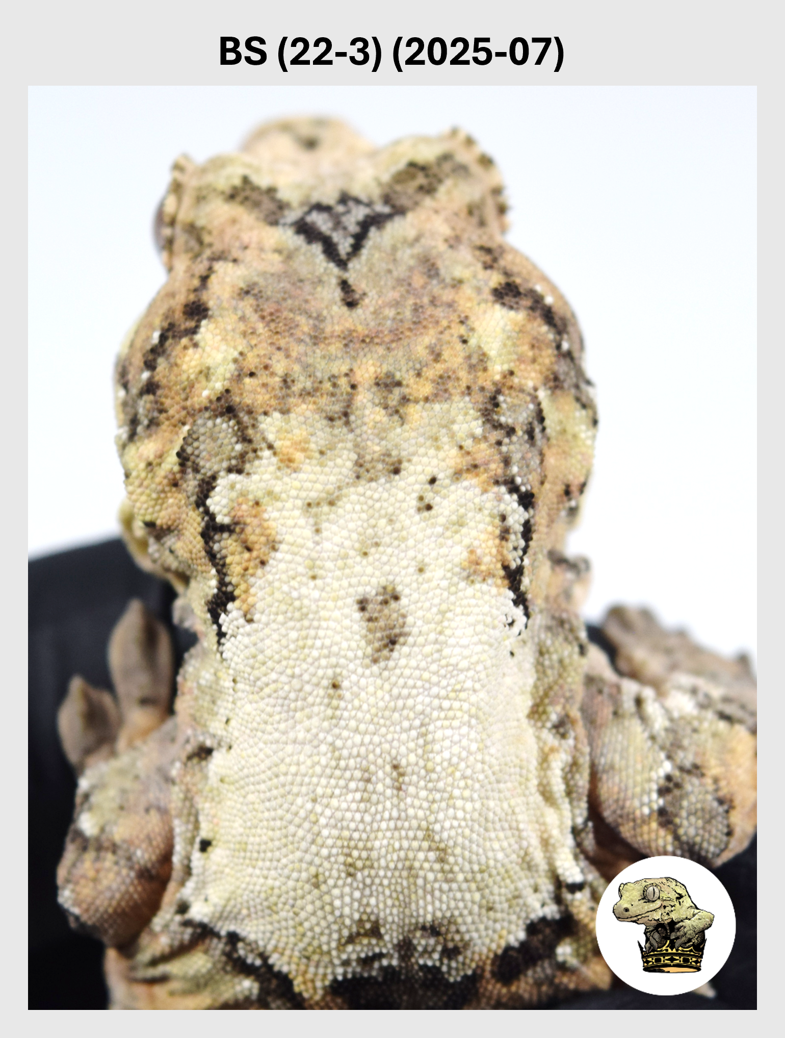 BS (22-3) (2025-07) (2026-03-11) (1) SQSP.png