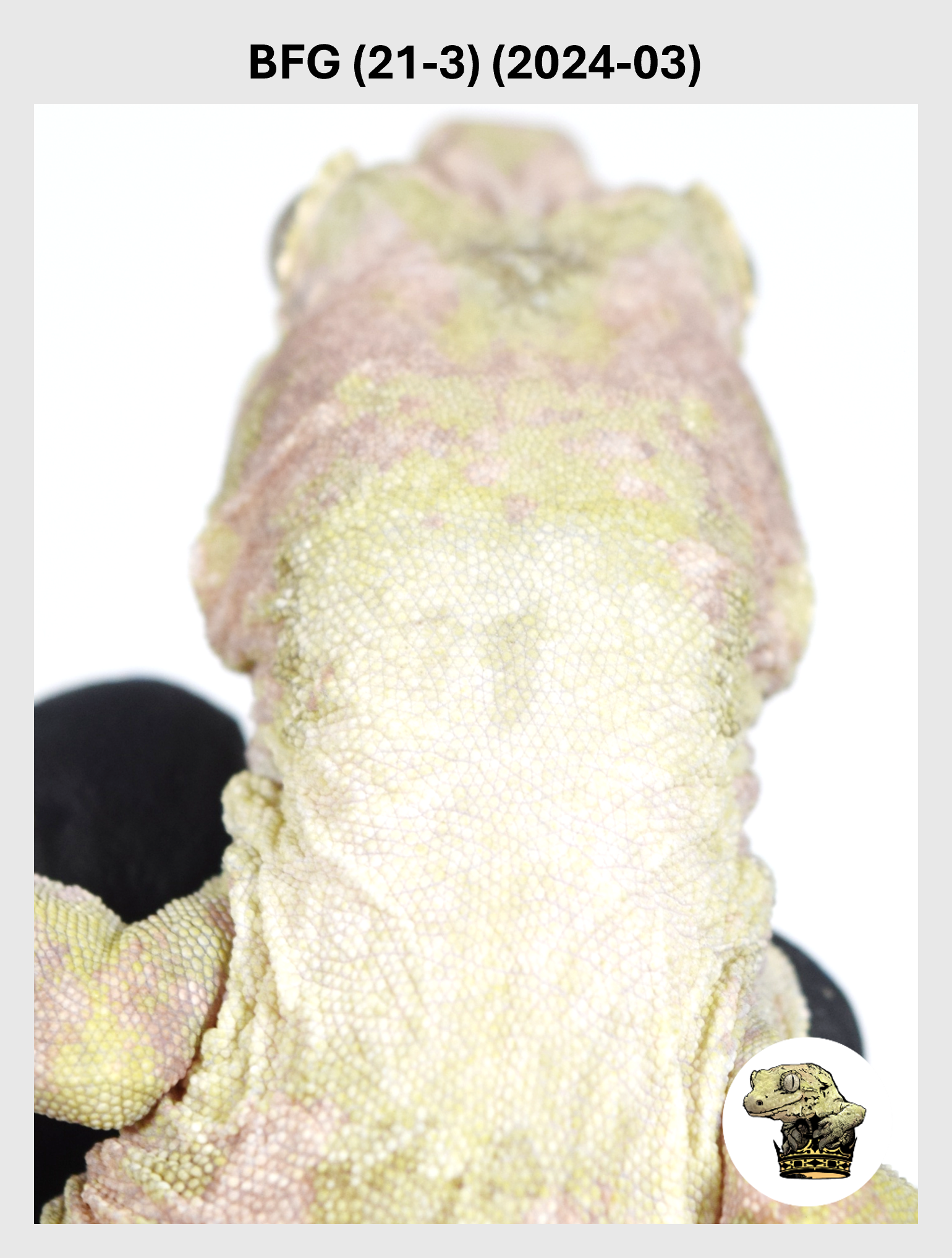 High White Line Chahoua Female! BFG (21-3) (2024-03)