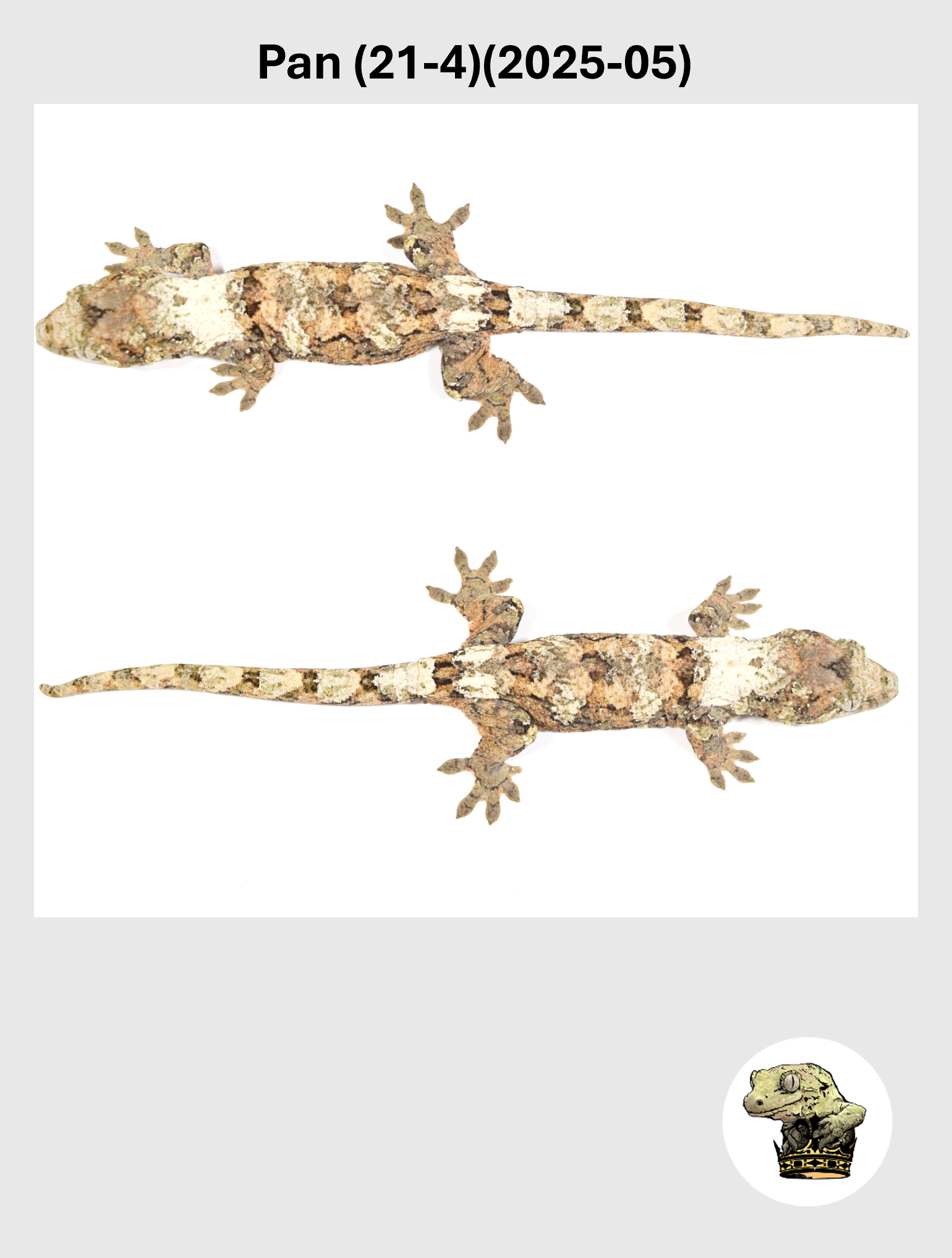 Pan (21-4)(2025-05) (2026-10-02) (5) SQSP.png