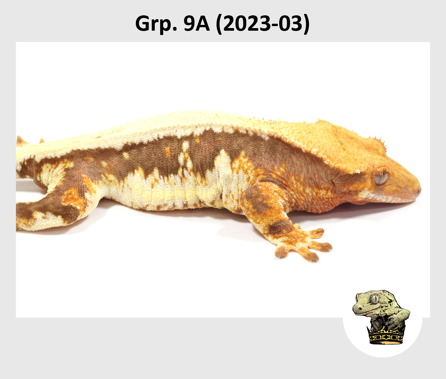 MM Grp. 9A (2023-03) (2024-12-23) (3).png