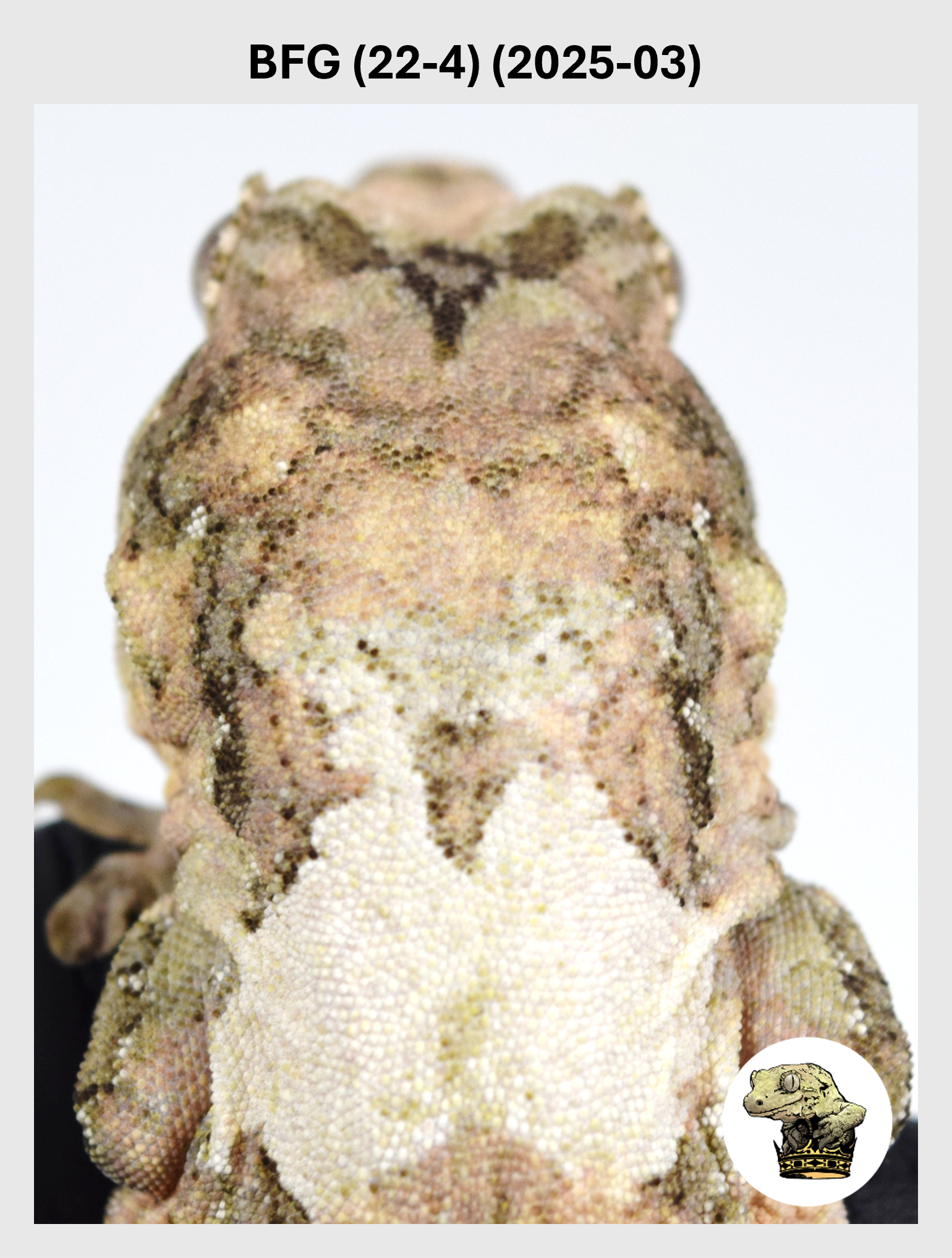 BFG (22-4) (2025-03) (2026-03-11) (1) SQSP.png