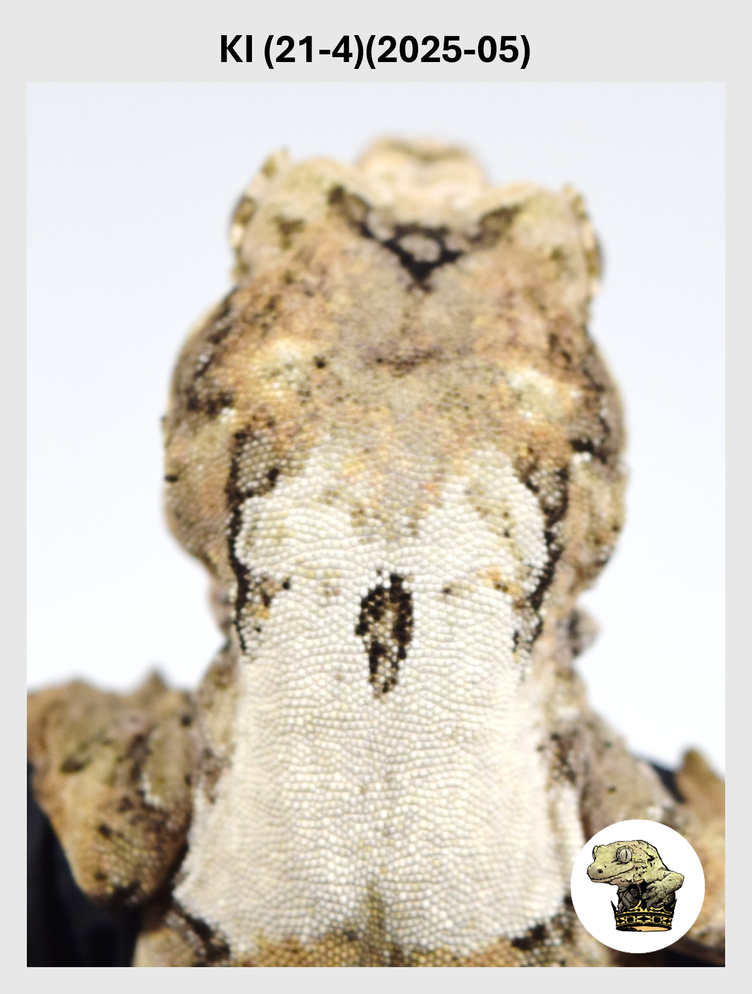 KI (21-4)(2025-05) (2026-02-17) (1) SQSP.png