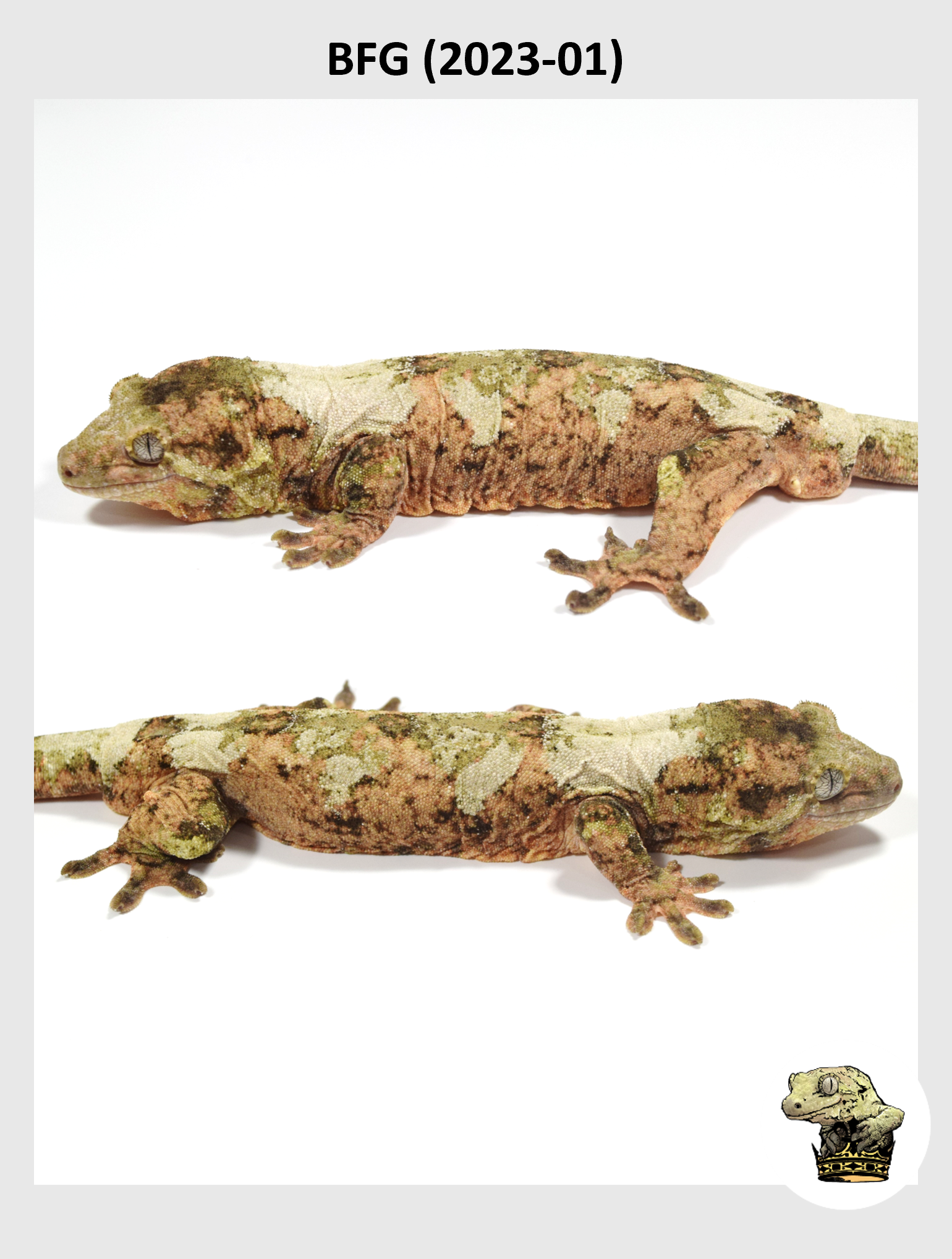 BFG (2023-01) (2024-06-22) (4) SQSP.png