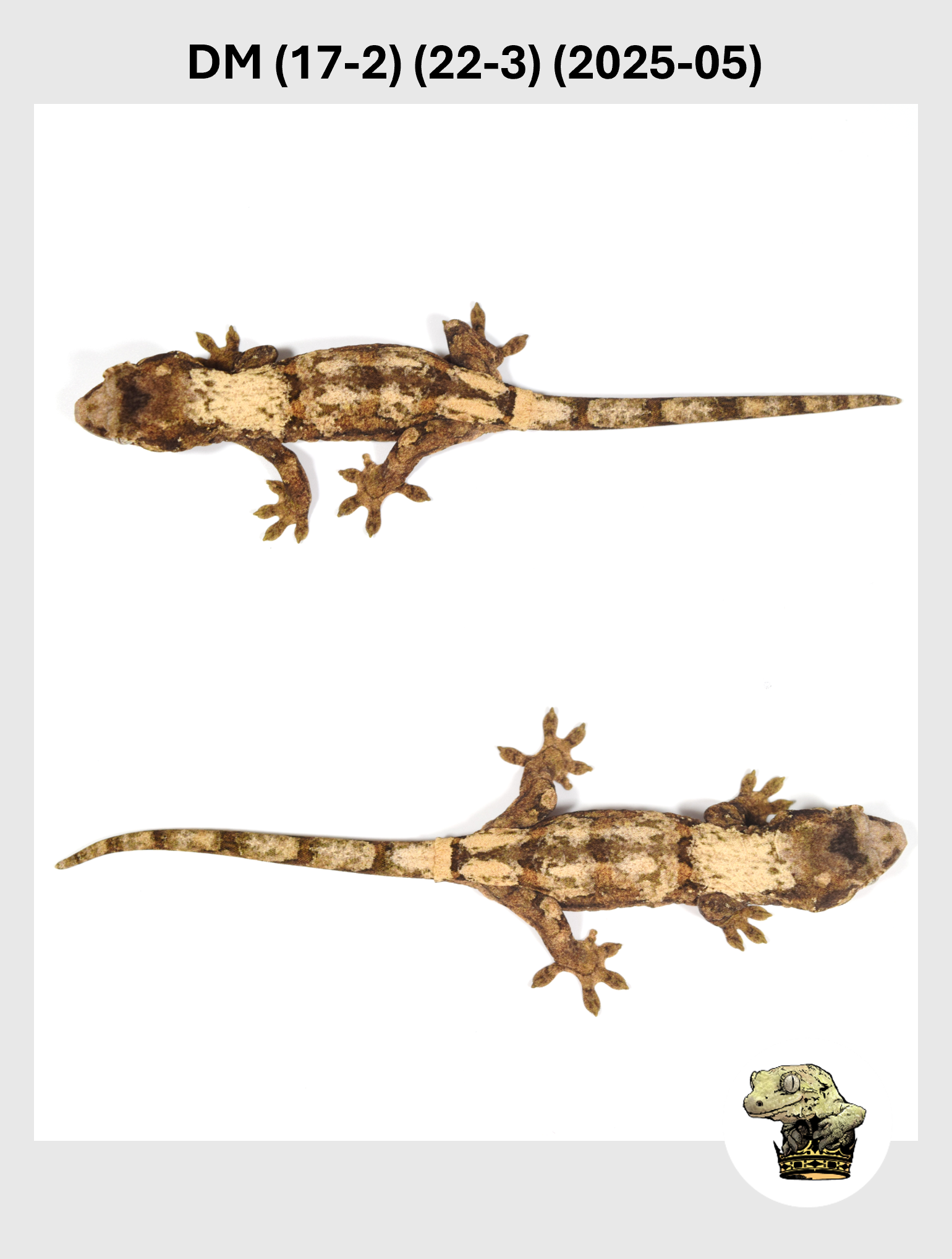 DM (17-2) (22-3) (2025-05) (2025-12-16) (3) SQSP.png