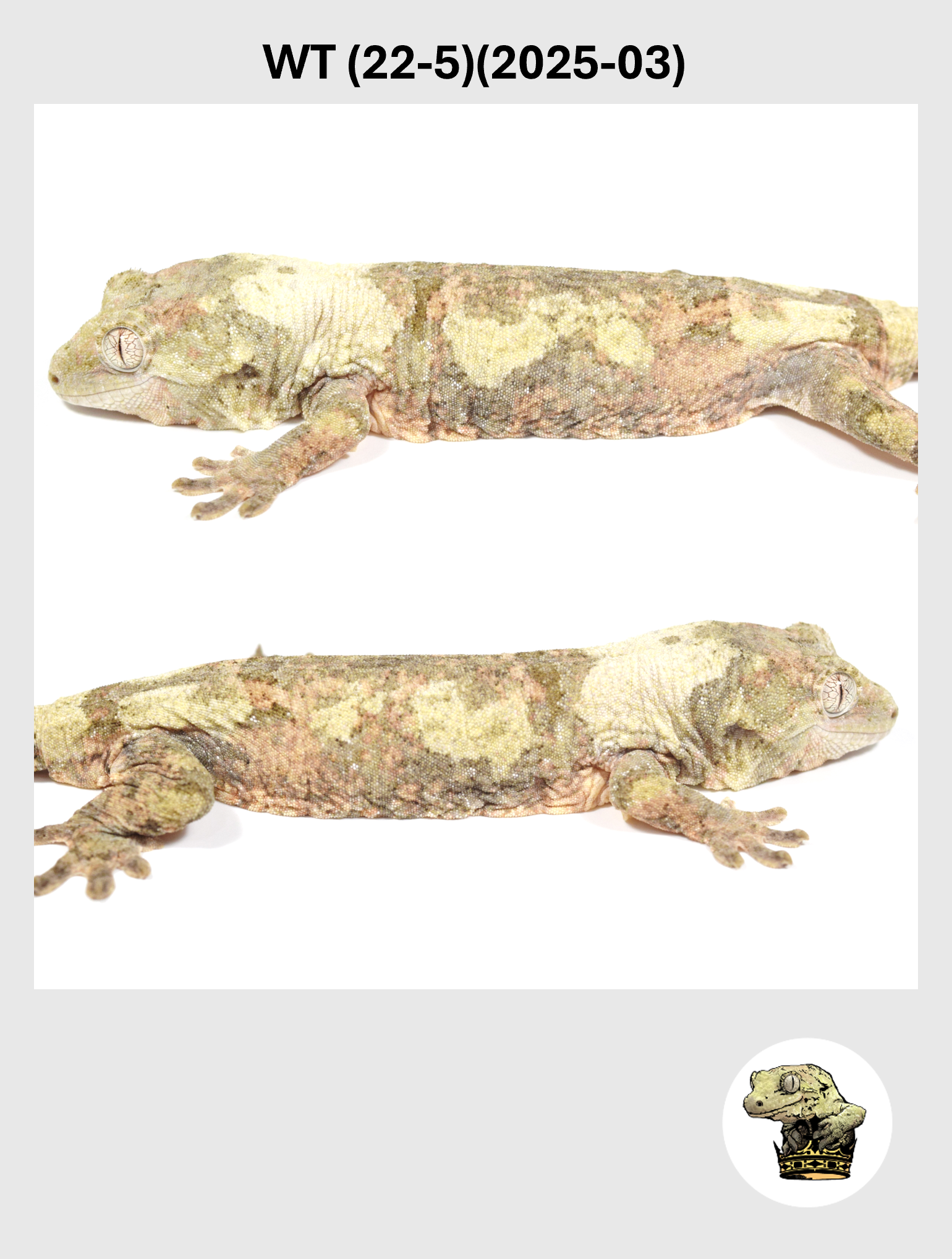 WT (22-5)(2025-03) (2026-02-10) (4) SQSP.png