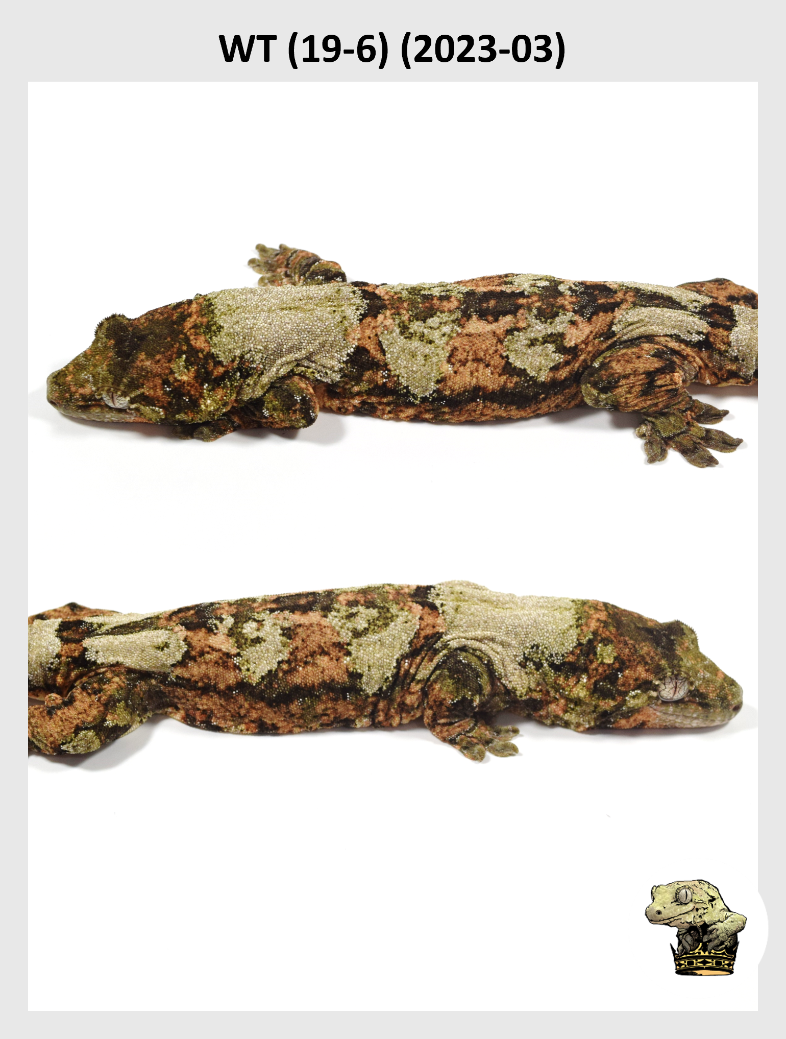 WT (19-6) (2023-03) (2024-06-01) (2) SQSP.png