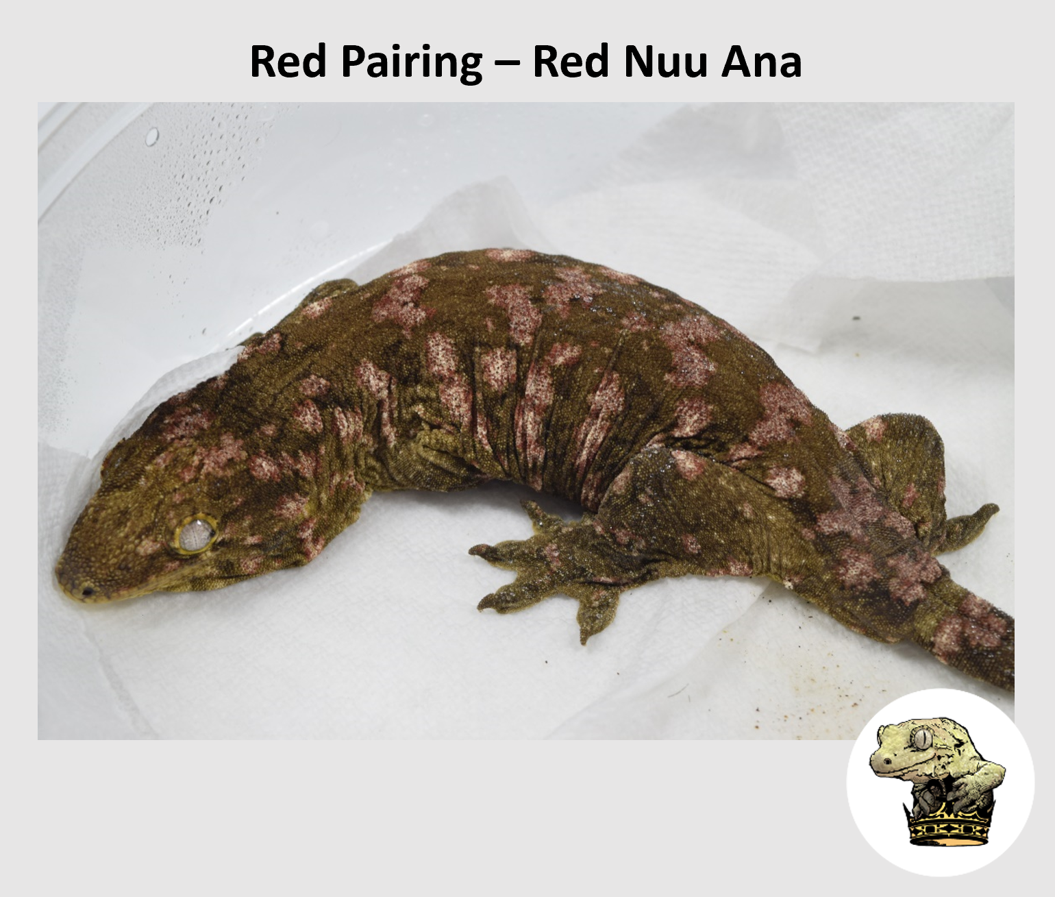 Red Pairing - Dam (Red Nuu Ana).png
