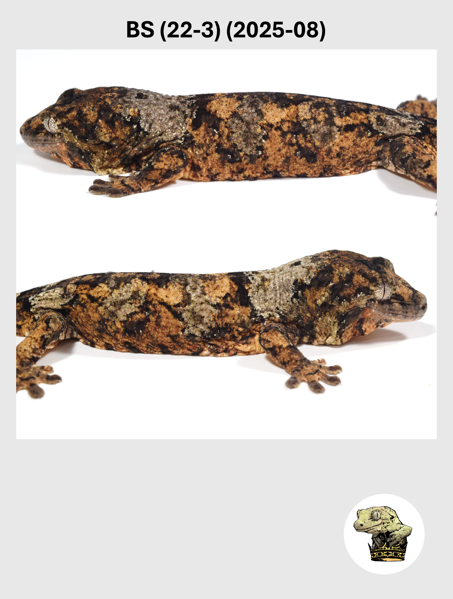 SuperStar Offspring Male*! BS (22-3) (2025-08)