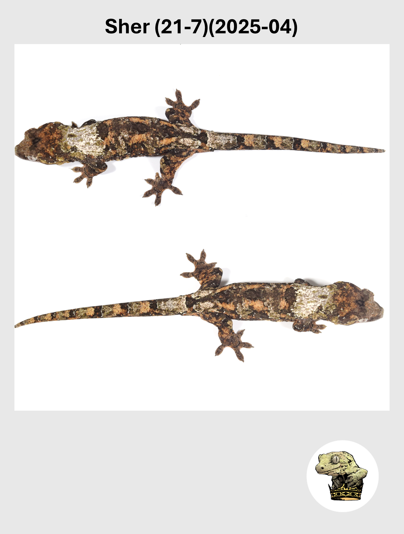 Sher (21-7)(2025-04) (2026-10-02) (3) SQSP.png