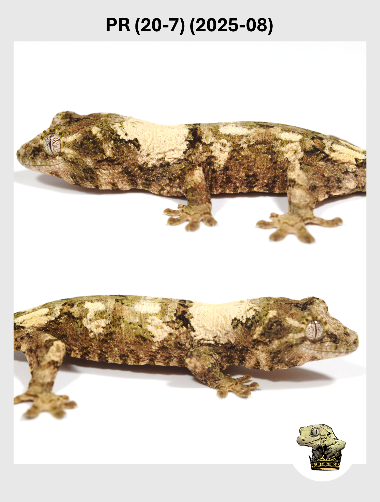 PR (20-7) (2025-08) (2025-12-16) (2) SQSP.png