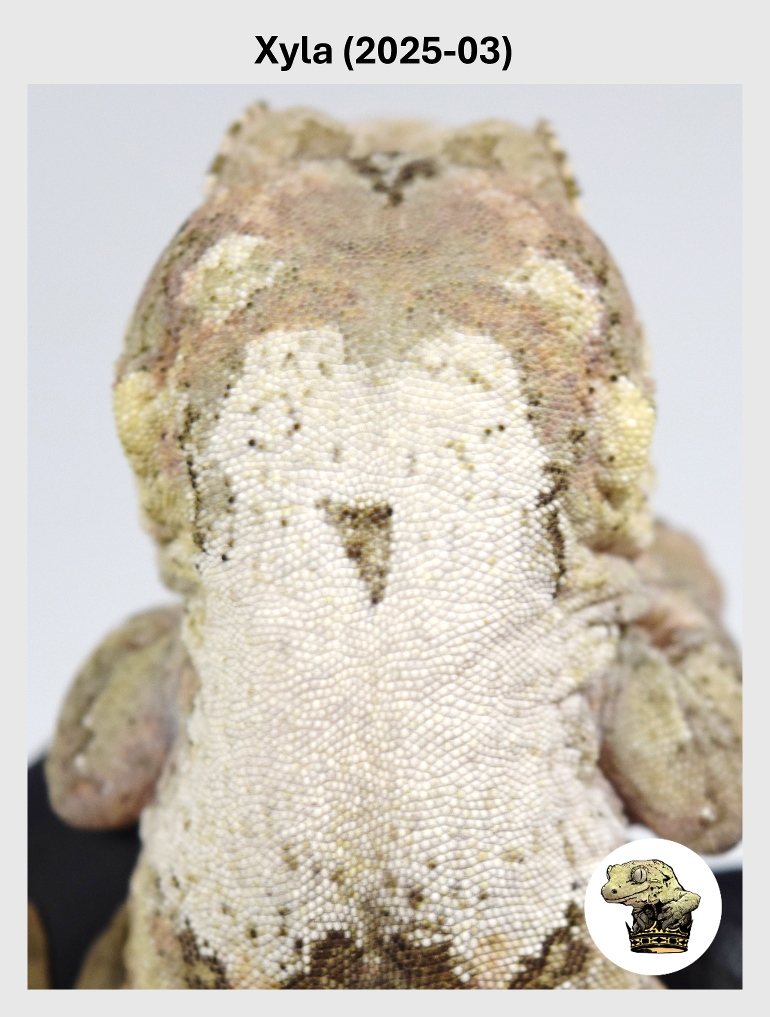 Xyla (2025-03) (2025-12-16) (1) SQSP.png