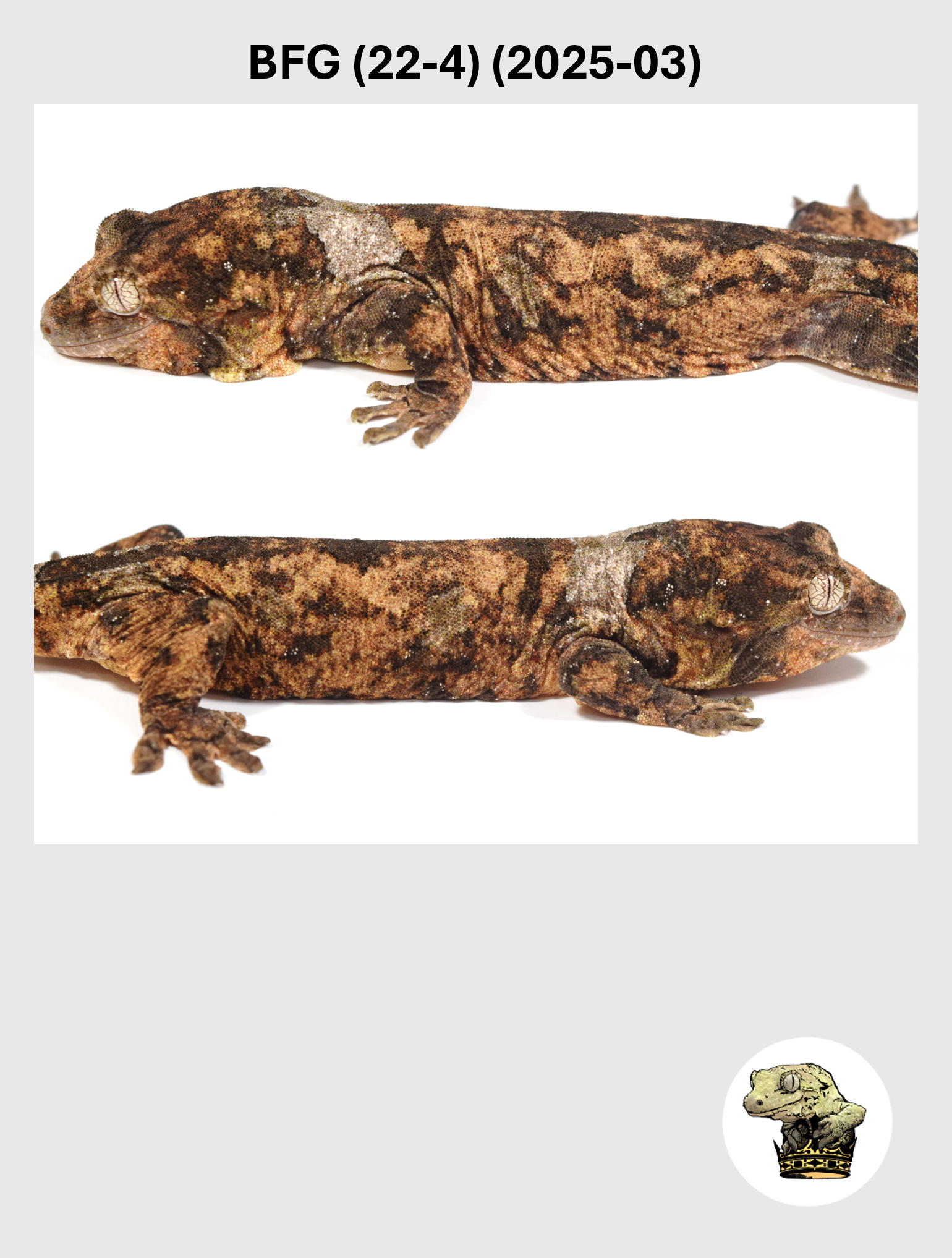 BFG (22-4) (2025-03) (2026-03-11) (2) SQSP.png