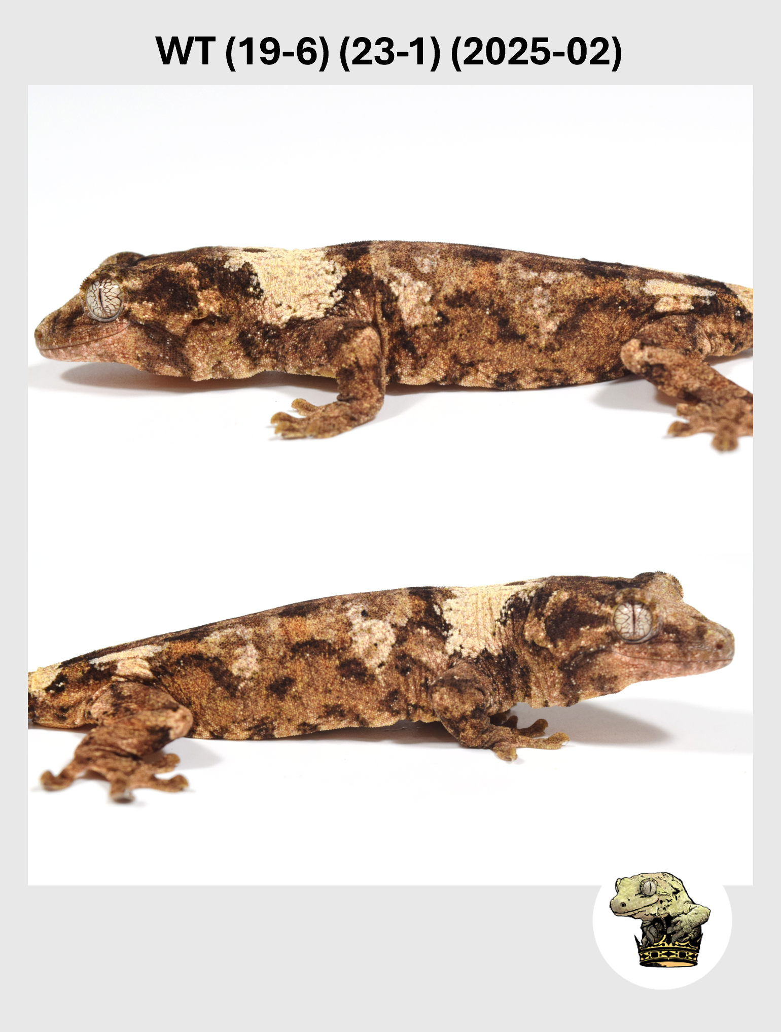 WT (19-6) (23-1) (2025-02) (2026-02-03) (2) SQSP.png