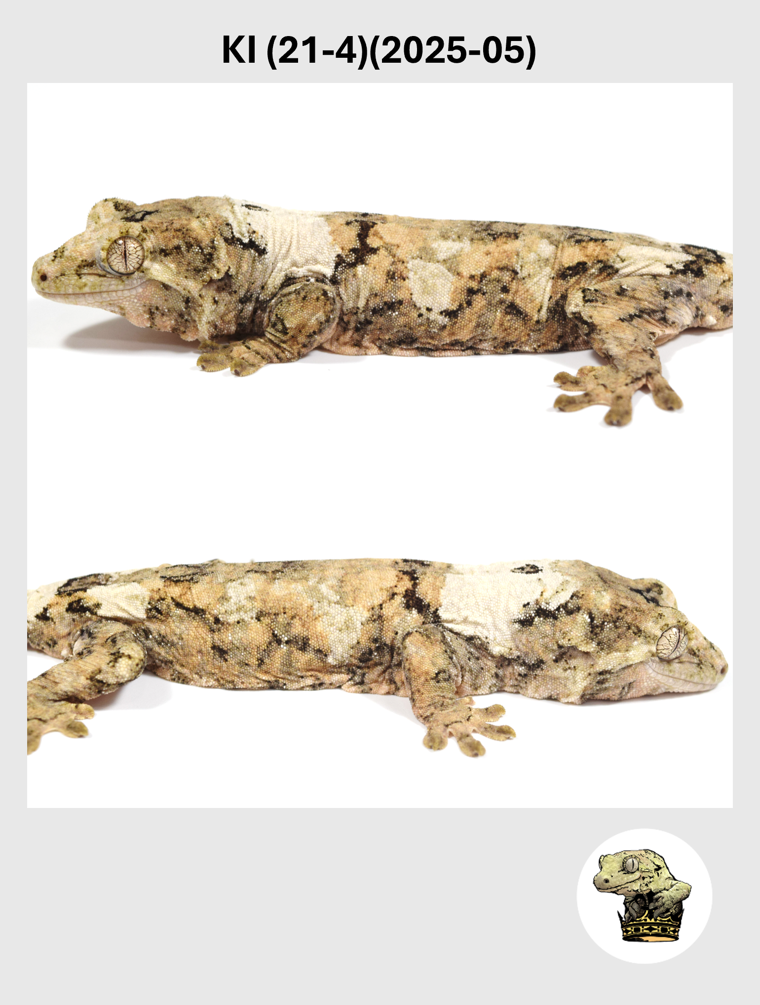 High White / Color Line Male*! KI (21-4) (2025-05)