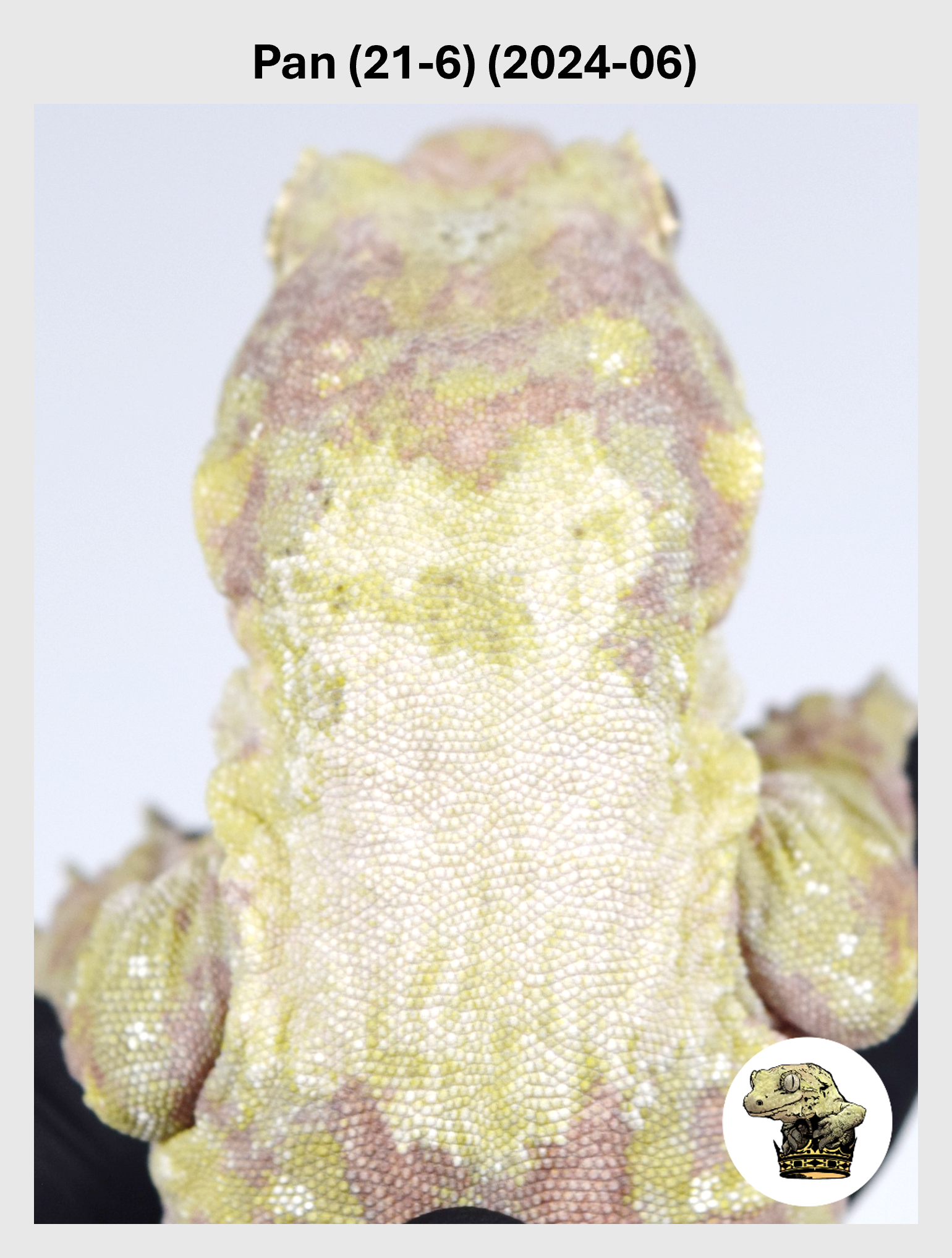 Pan (21-6) (2024-06) (2025-12-22) (1) SQSP.png